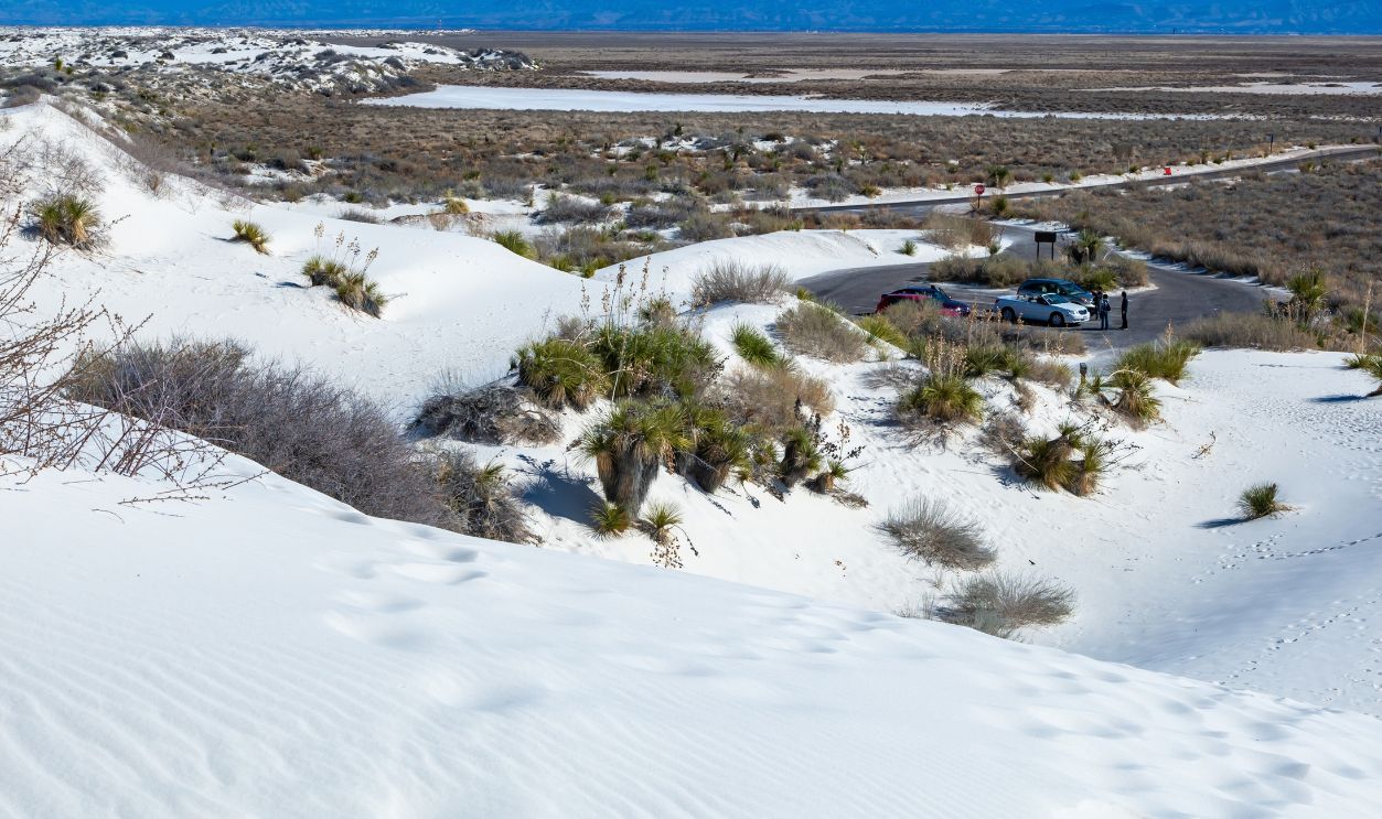 Yuccas and drought-resistant desert vegetation on white gypsum sands in White sands National Monument, New Mexico, USA