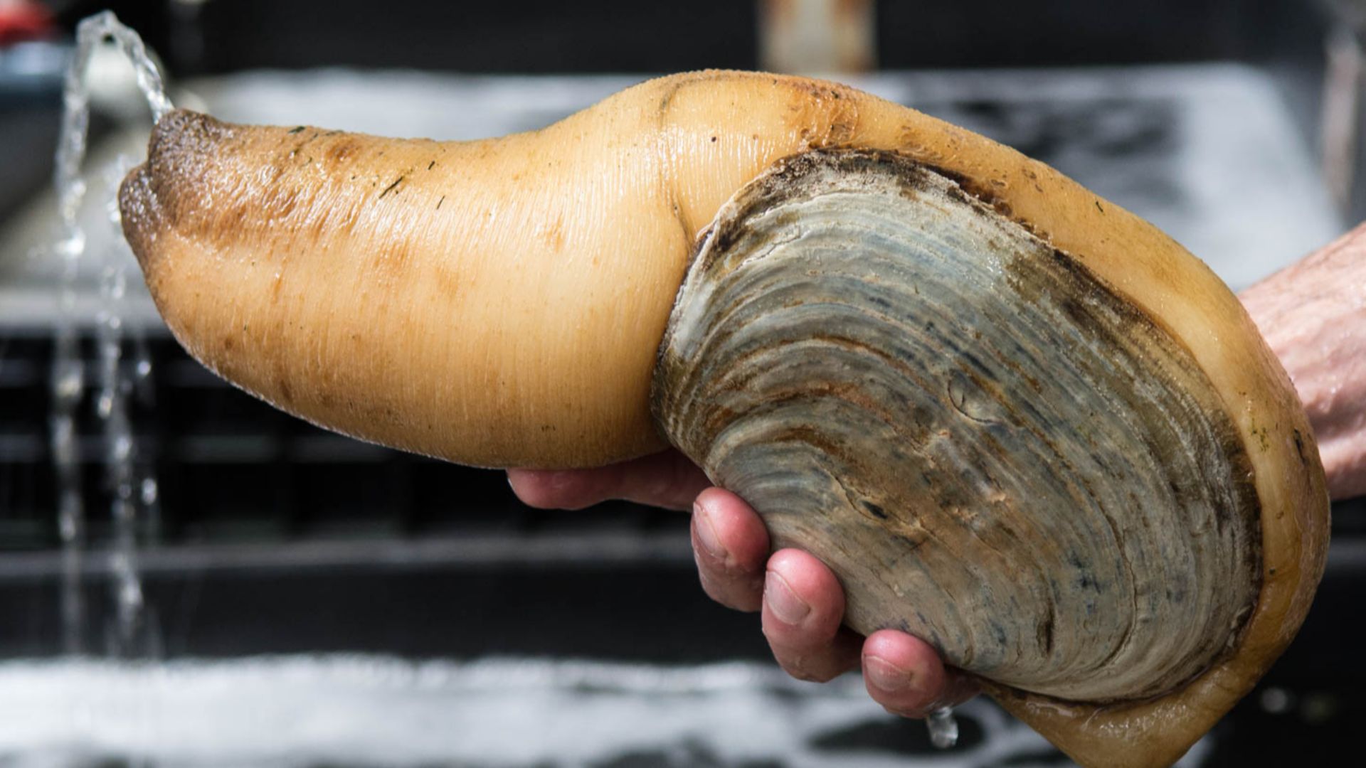 Geoduck
