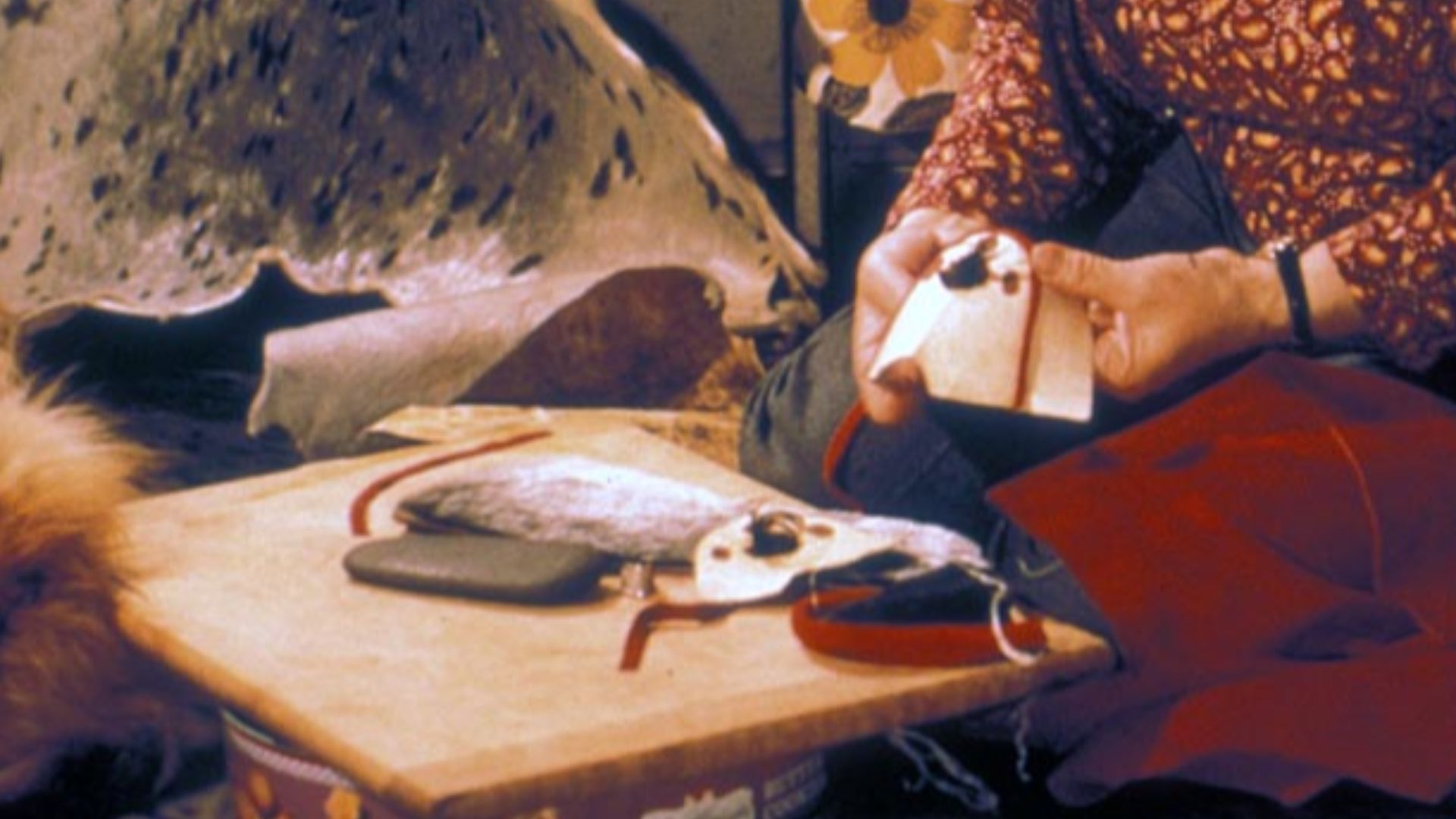 Note: Some of the following information may have arrived from the agency cut off or incomplete. Creator: Fortenberry. Description: Native Alaskan woman making moccassins on St. Lawerence Island.; Native Crafts; Skin Sewing; Alaska Slide Show. Subjects: In