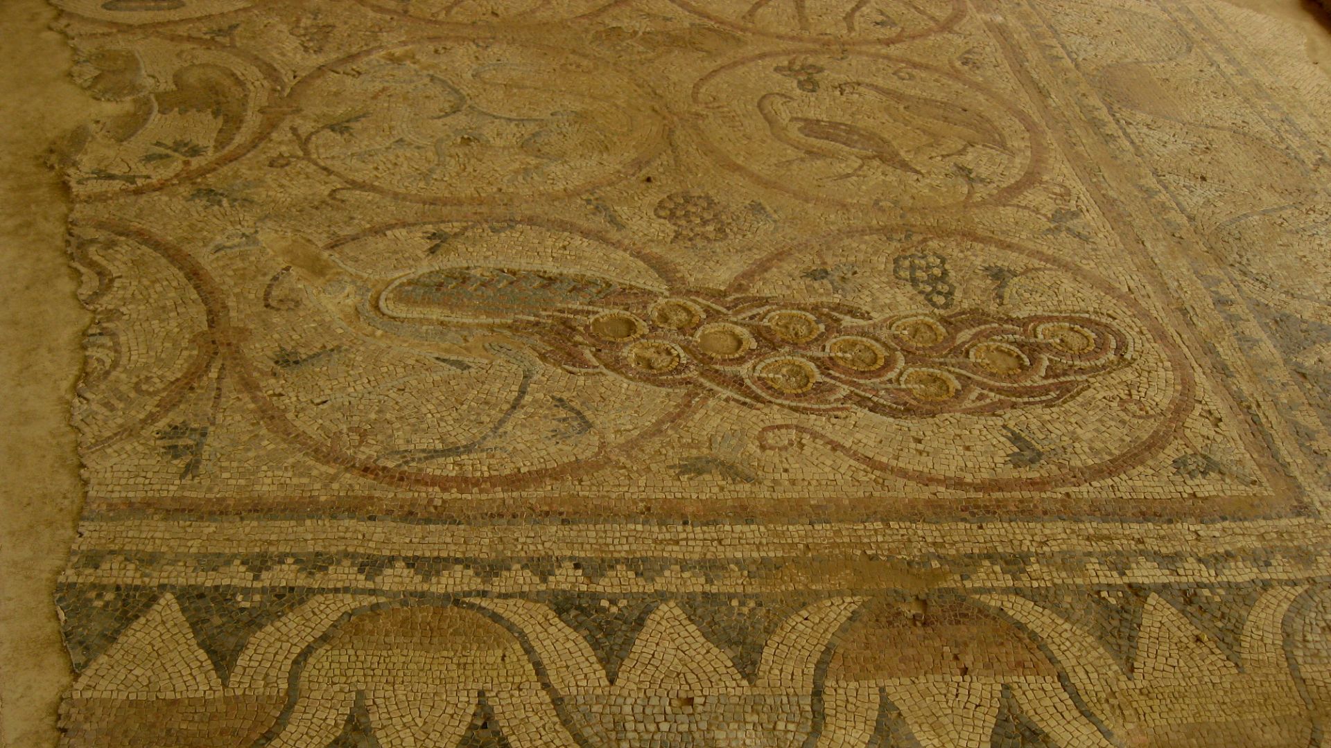 Name: Mosaic floor - a synagogue in Maon-NirimDescription: The ancient synagogue is located in Horvat Maon which is an archaeological site located east of Kibbutz Nirim in the northwestern Negev and about 20 km south of Gaza.