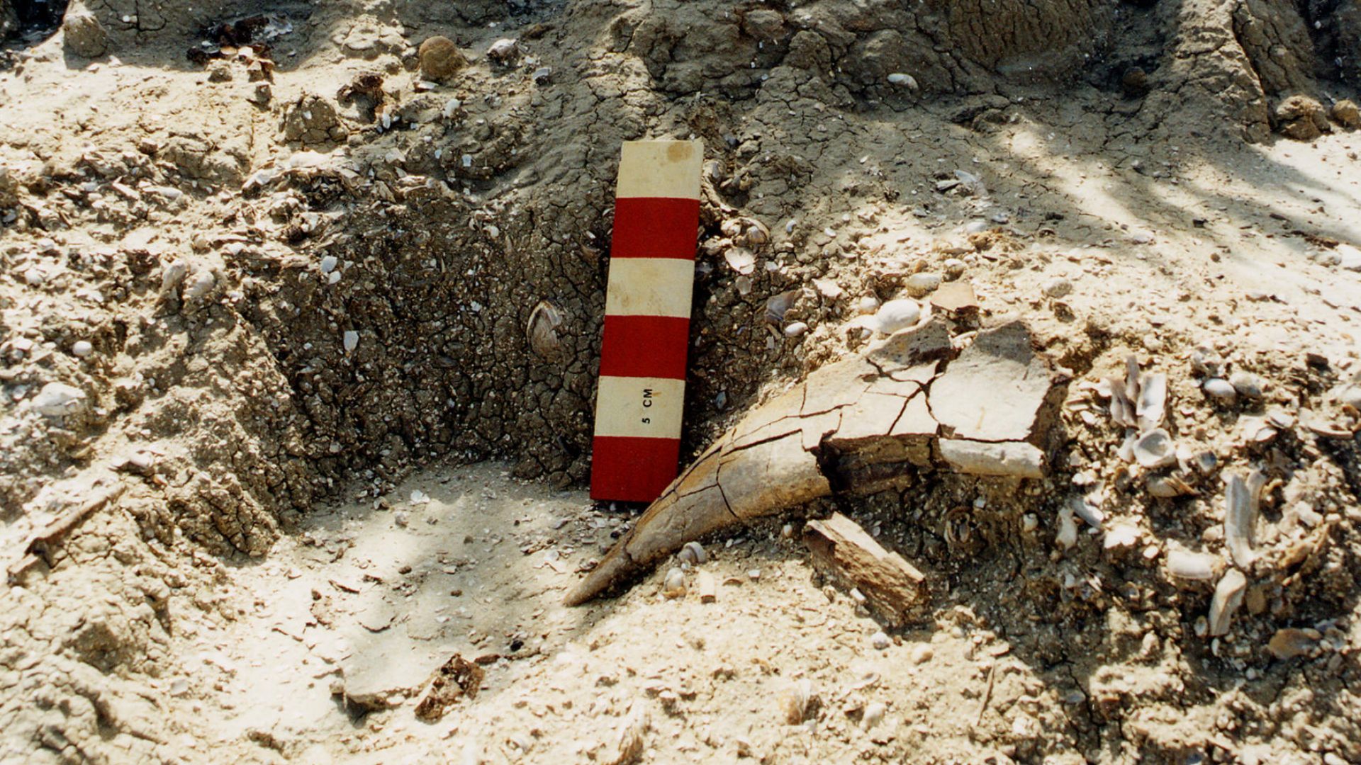 Upper Cretaceous Hell Creek Formation dinosaur (Triceratops)and freshwater molluscan fossil locality, Garfield County, Montana.