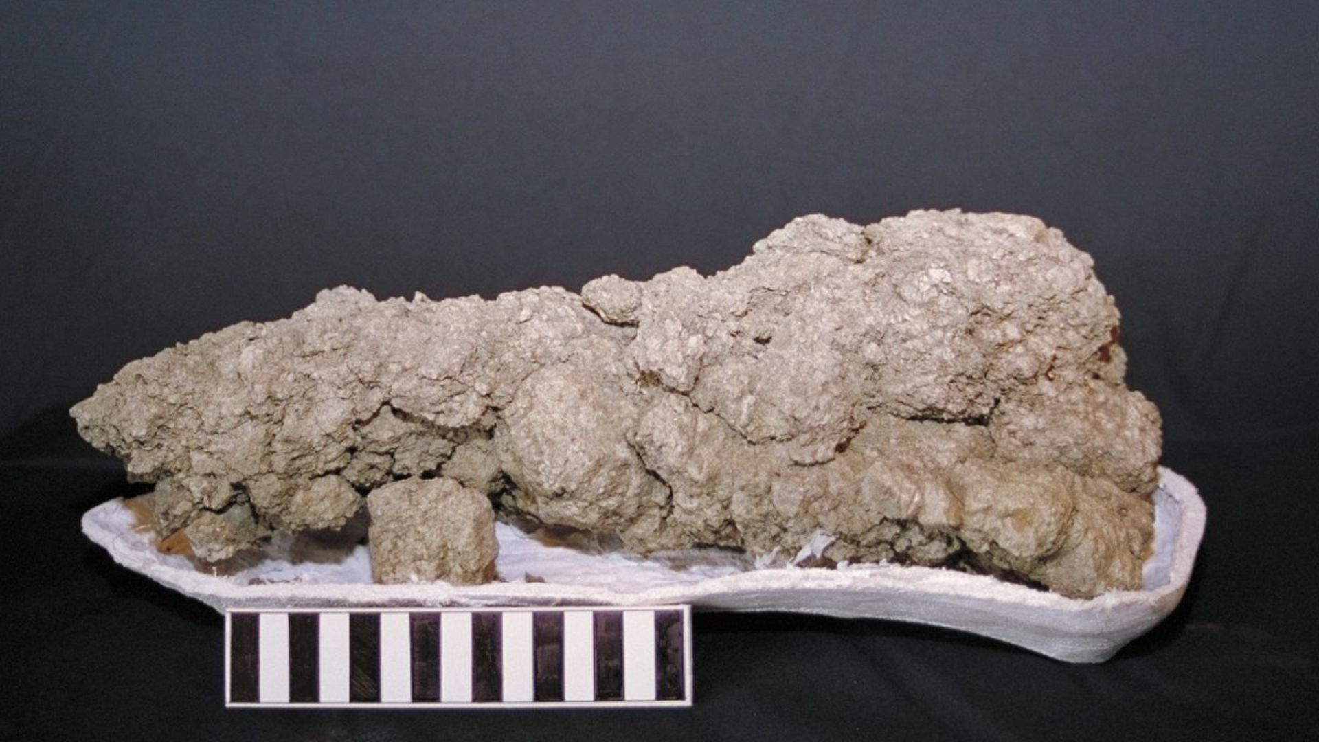 Fossil feces from a carnivorous dinosaur. Specimen was found in southwestern Saskatchewan, Canada. Scale bar is 15 centimeters (approximately 6 inches) long.