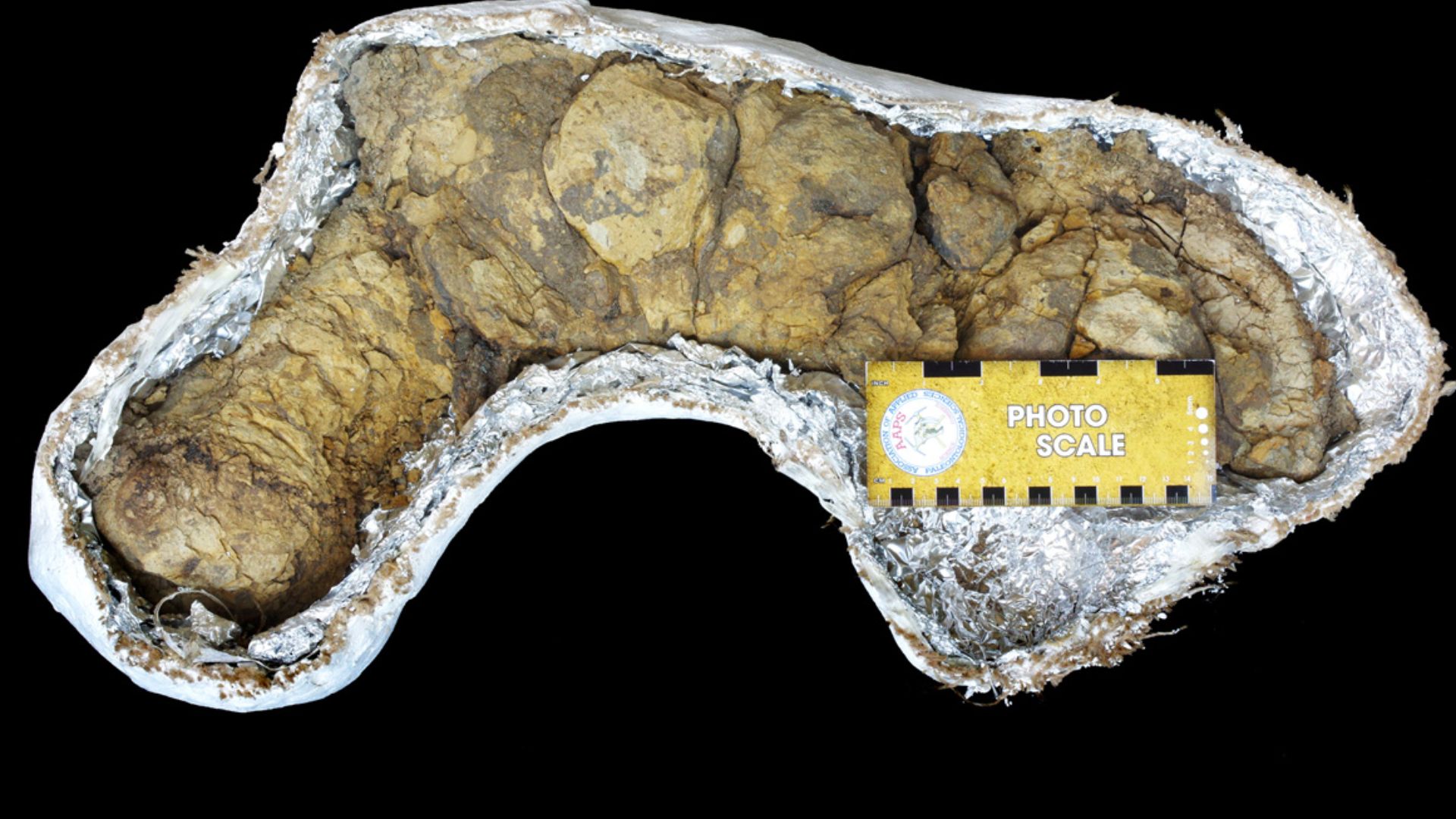 Fossil feces from a carnivorous dinosaur - most likely a Tyrannosaurus rex. Discovered in Harding County, South Dakota, USA. This coprolite is 63.5 cm long by 15.25 cm wide (25 inches long by 6 inches long). Scale bar is 15 cm (approximately 6 inches) lon