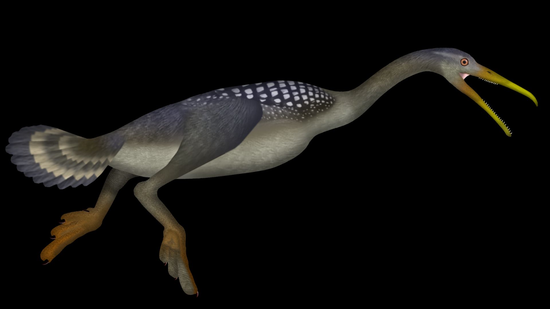 Hesperornis is a genus of cormorant-like bird that lived throughout the Campanian age, and possibly even up to the early Maastrichtian age, of the Late Cretaceous period. It was a large bird, reaching up to 1.8 m in length. It had virtually no wings, and