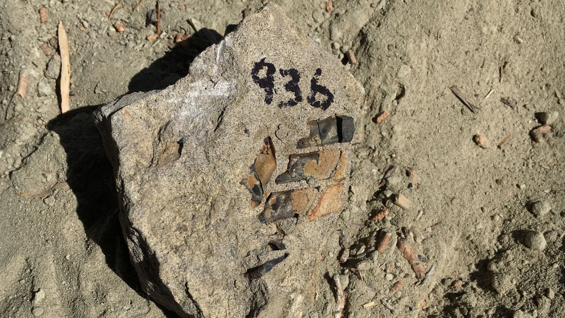 Image of Gar fish scales found at the Rainbows and Unicorns excavation site on Grand Staircase-Escalante National Monument. 8-17-18. IMG_1173.
BLM photo courtesy of Dr. Alan Titus.