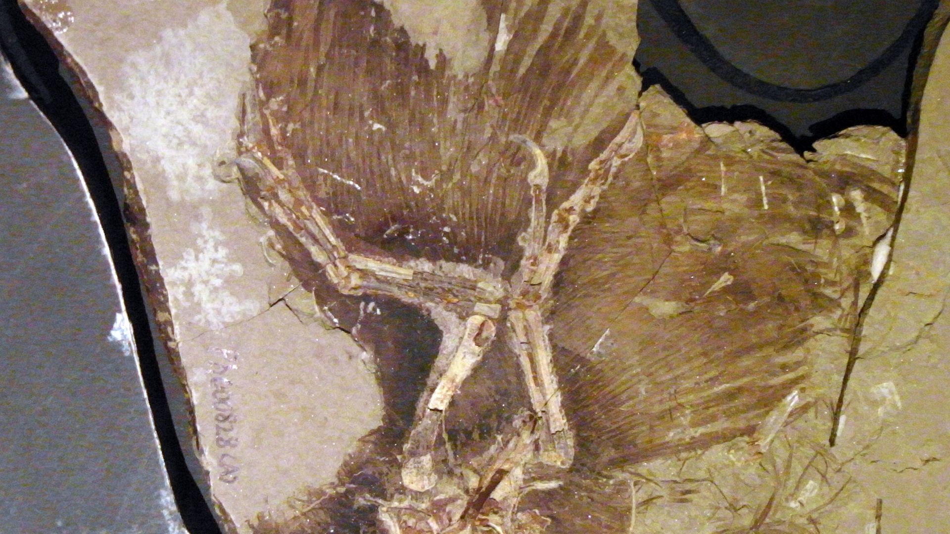 アンキオルニスの羽毛がこんなにきれいに残ってる！

Anchiornis huxleyi specimen BMNHC PH828.
