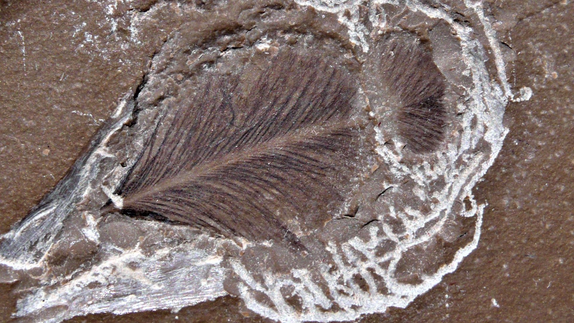 Fósil de pluma descubierta en el yacimiento de calizas litográficas de la Sierra del Montsec (Lleida) del Cretácico Inferior, Barremiense Inf., con una edad de unos 129 millones de años.