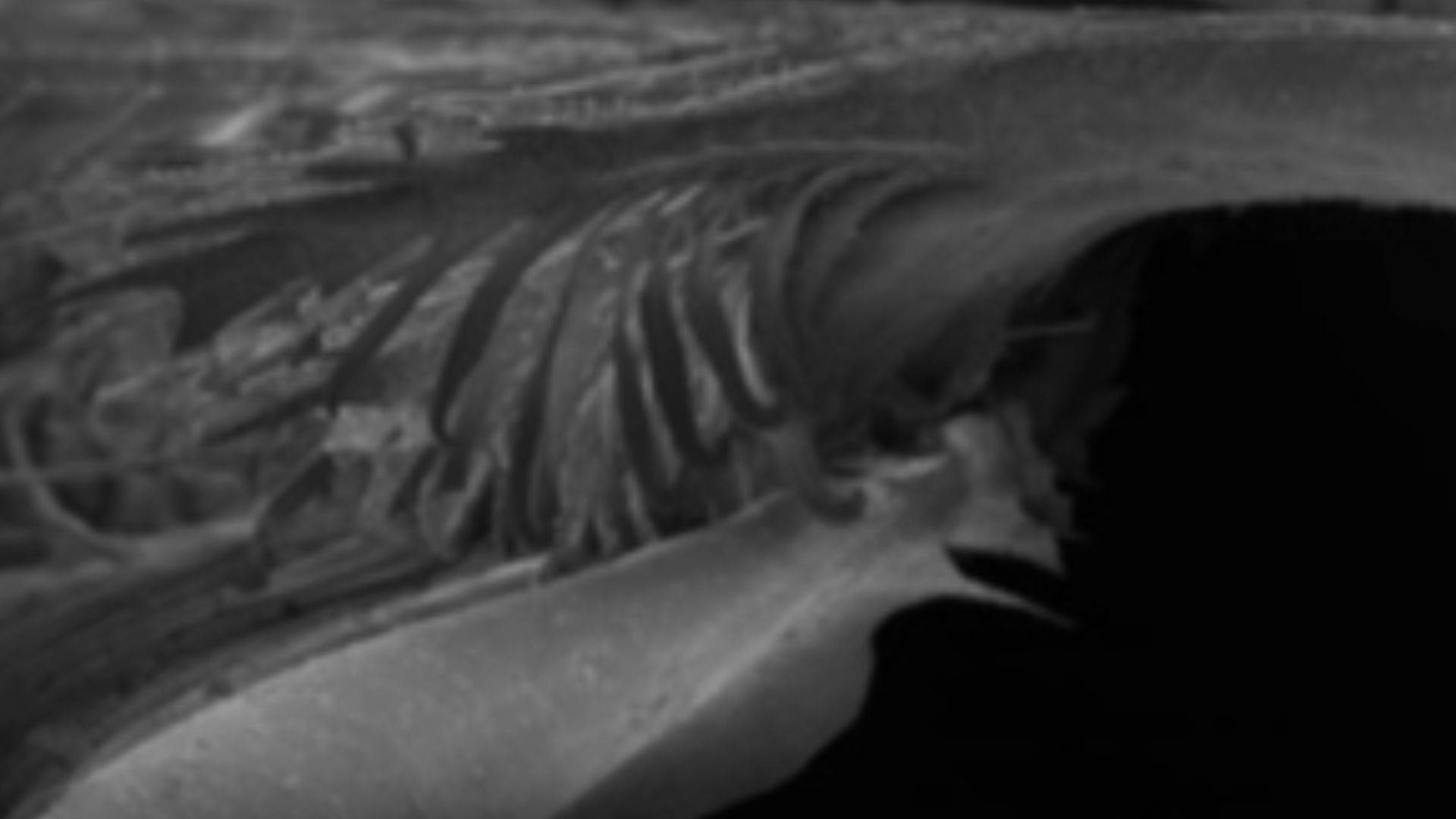 Composite photo showing microscopic details of feather structure