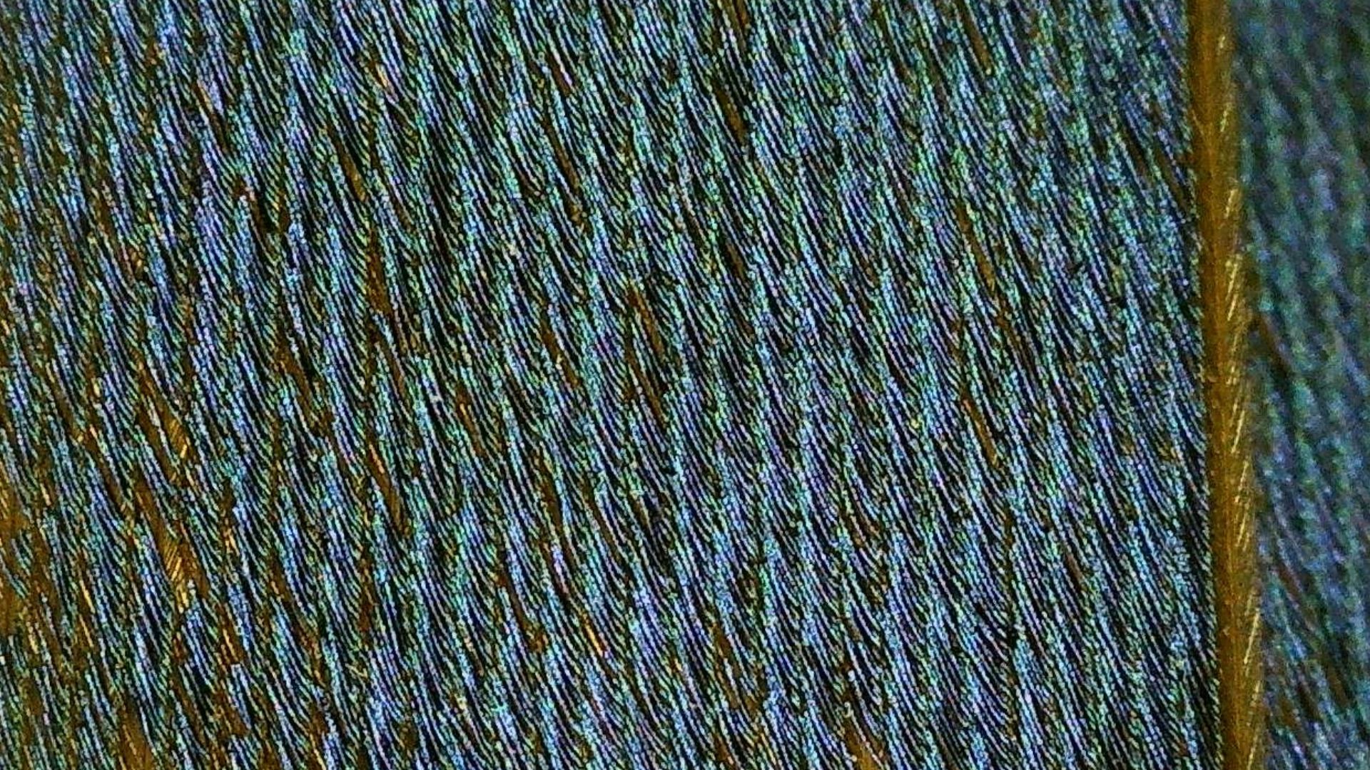 The feather of a duck under the microscope.