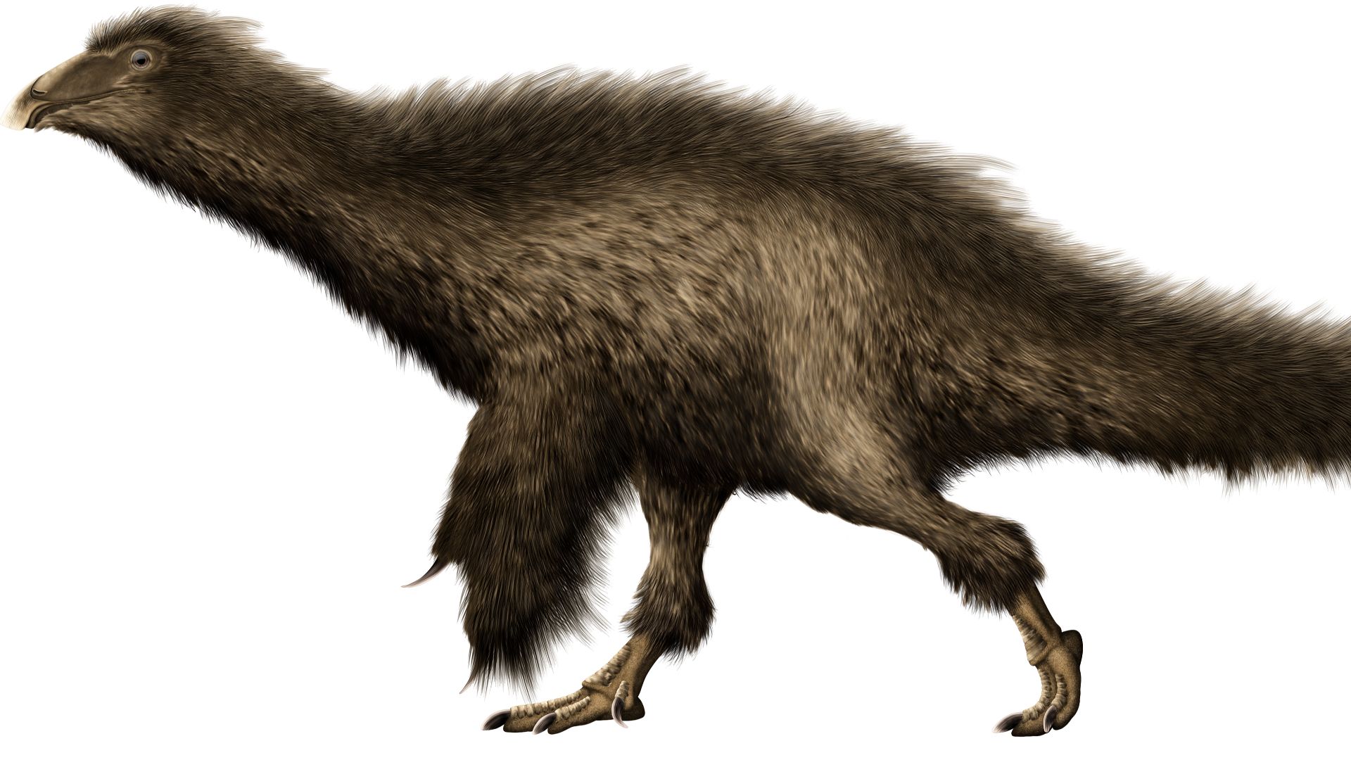 Life restoration of an individual of the primitive Asian therizinosaurs Beipiaosaurus inexpectus. At least three specimens (IVPP V11559, STM 31-1 and BMNHC PH000911) preserve EBFFs (elongated broad filamentous feathers) which are primitive, filamentous fe