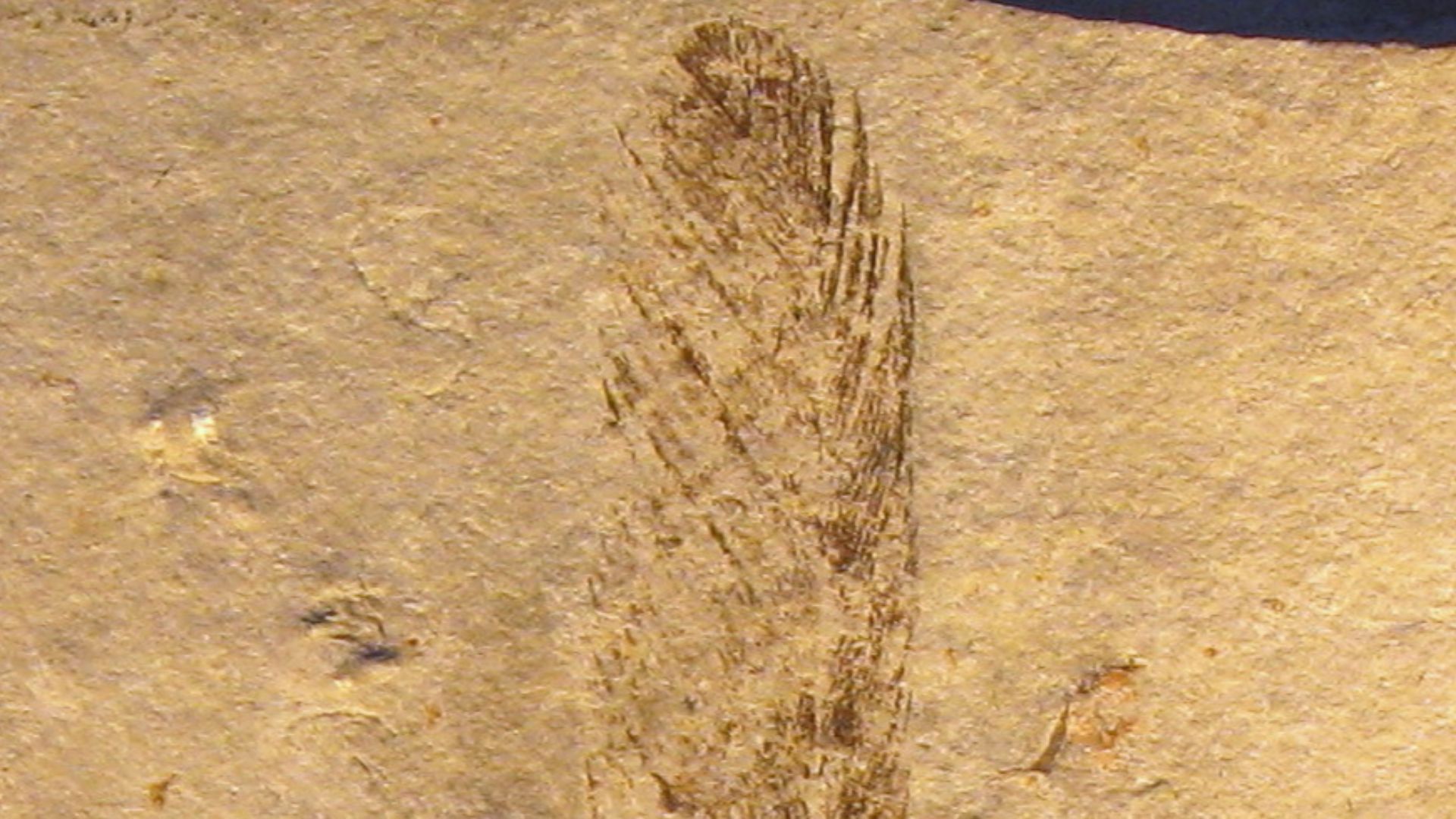 Single fossil feather found 1861, as displayed on the Munich Mineral Show 2009. Although long associated with Archaeopteryx, the feather is non-avian. (This image shows the original fossil - not a cast.)