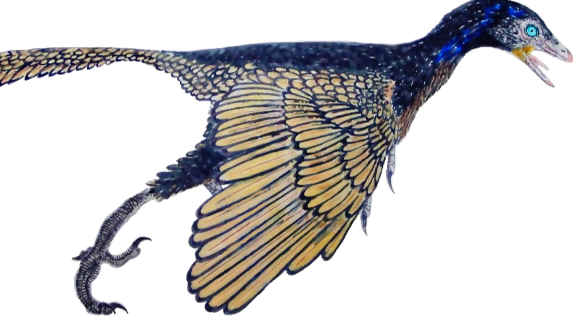 Restauración del aspecto en vida del dinosaurio transicional Archaeopteryx lithographica que habitó en el Jurásico tardío, hace unos 150 millones de años, en lo que hoy es el sur de Alemania. Está realizado a partir del esqueletal realizado por el paleont