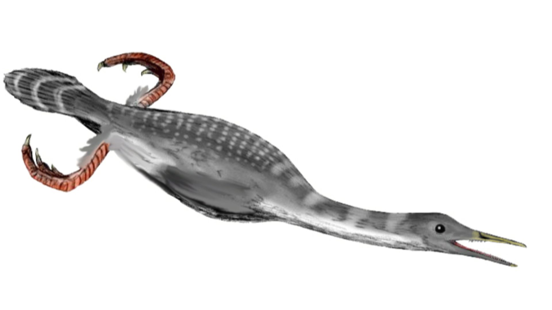 Hesperornis regalis, a bird from the Late Cretaceous of North America, pencil drawing