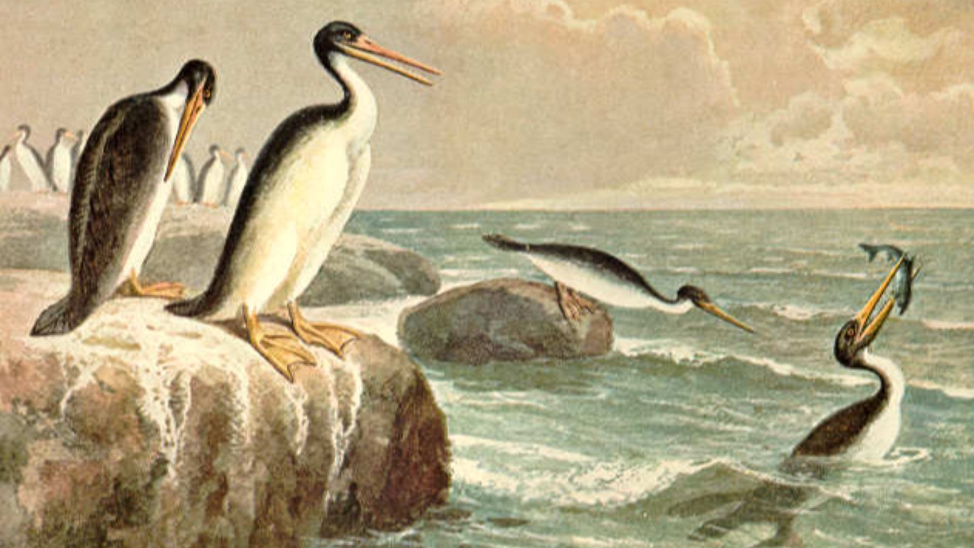 Hesperornis, ave buceadora no voladora con dientes, que se alimentaba de peces en la era secundaria.