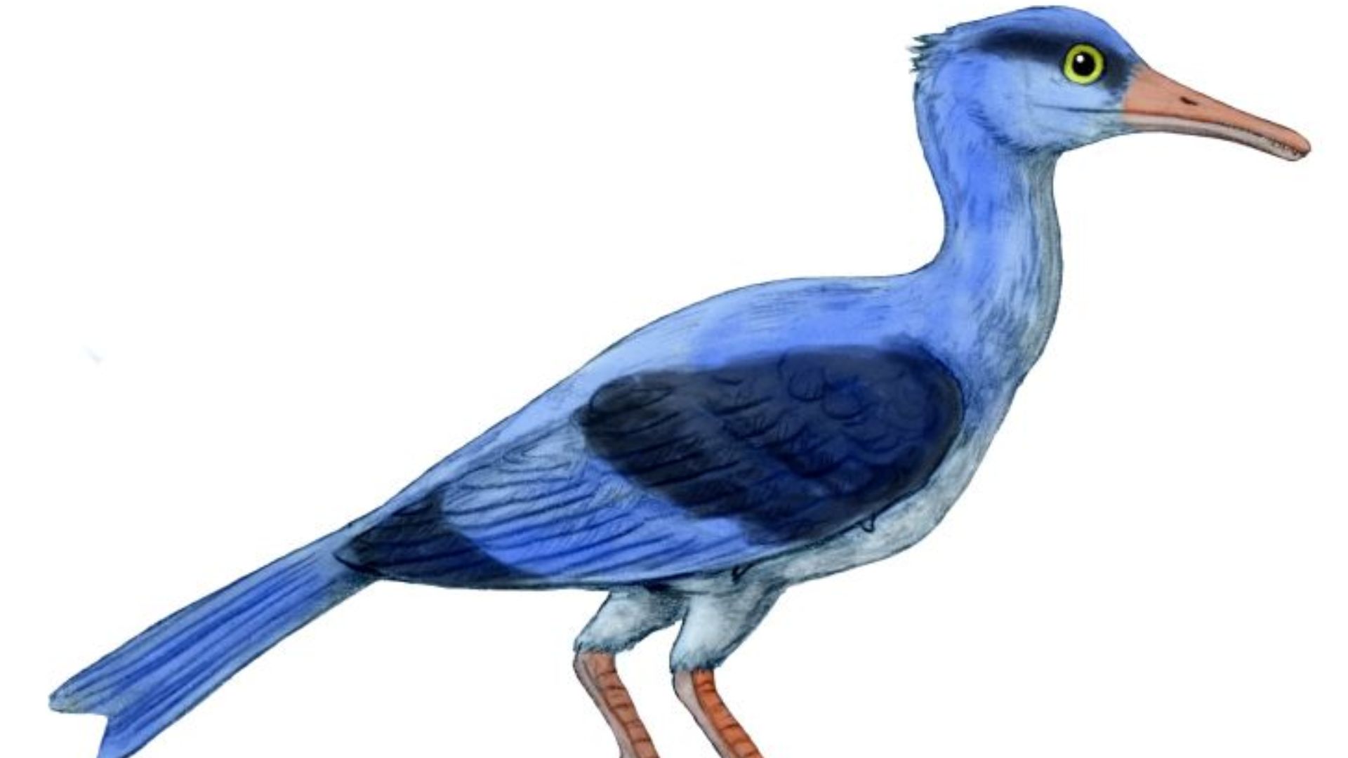 Longipteryx chaoyangensis, an enanthiornithine bird from the Early Cretaceous of China, pencil drawing, digital coloring