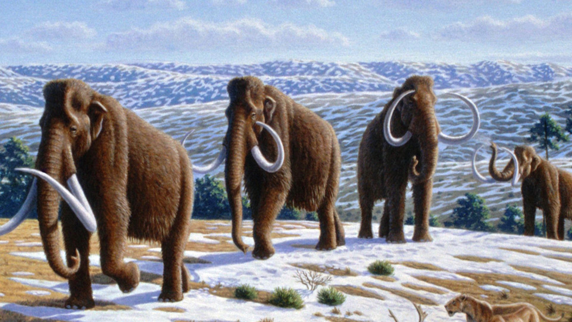 Woolly mammoths (Mammuthus primigenius) in a late Pleistocene landscape in northern Spain. (Information according to the caption of the same image in Alan Turner (2004)       National Geographic Prehistoric Mammals, Washington, D.C.:  National Geographic 