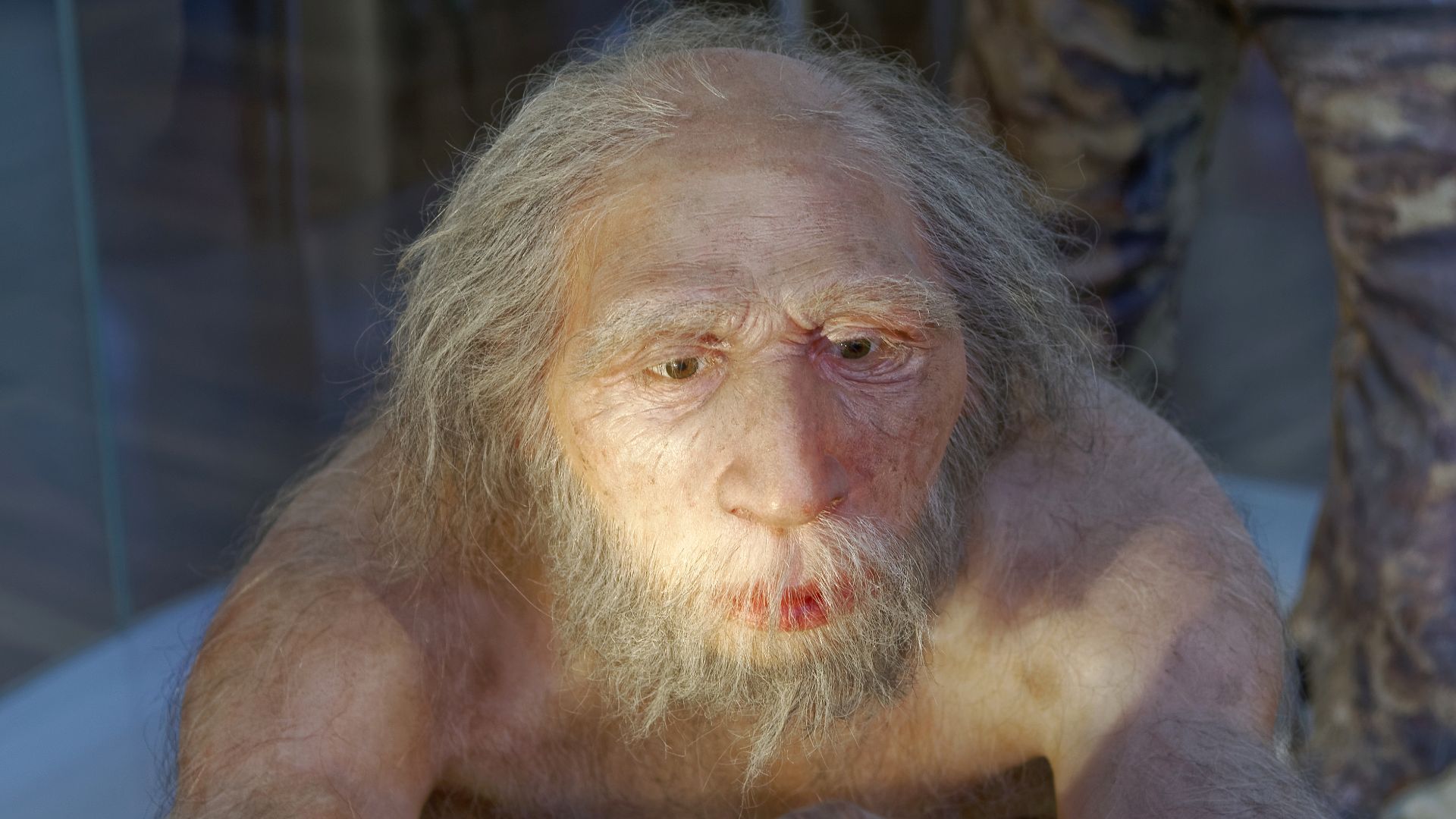 Model of Homo neanderthalensis elder man in The Natural History Museum, Vienna