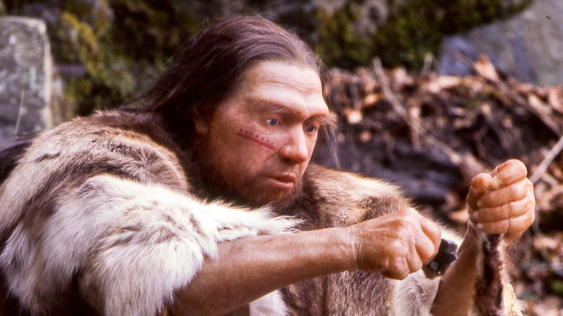 Lebend-Rekonstruktion im Neanderthal-Museum (Erkrath, Mettmann) eines Homo sapiens neanderthalensis-Jägers