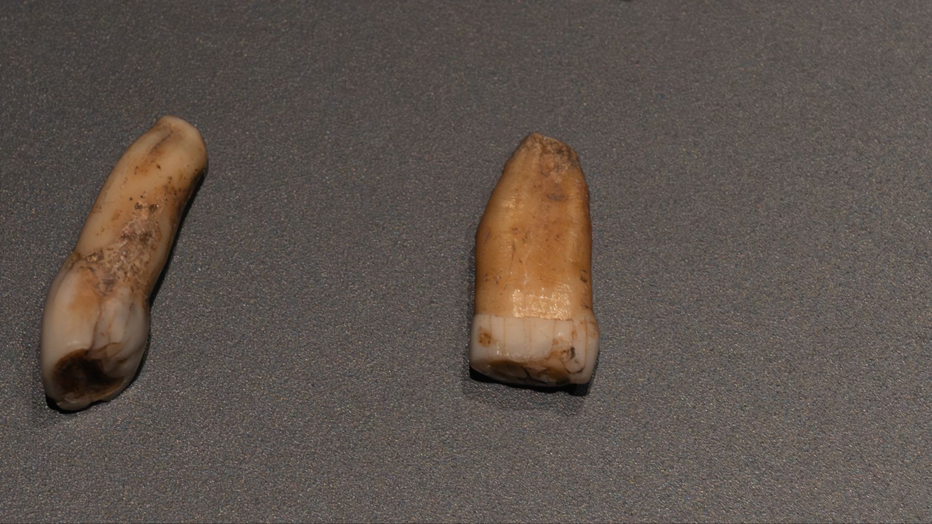 Neandertalerzähne aus der Cueva de El Castillo, Cueva de Covalejos, Cueva de El Esquilléu, ausgestellt im MUPAC, Museo de Prehistoria y Arquelogia de Cantabria in Santander, Kantabrien, Spanien.