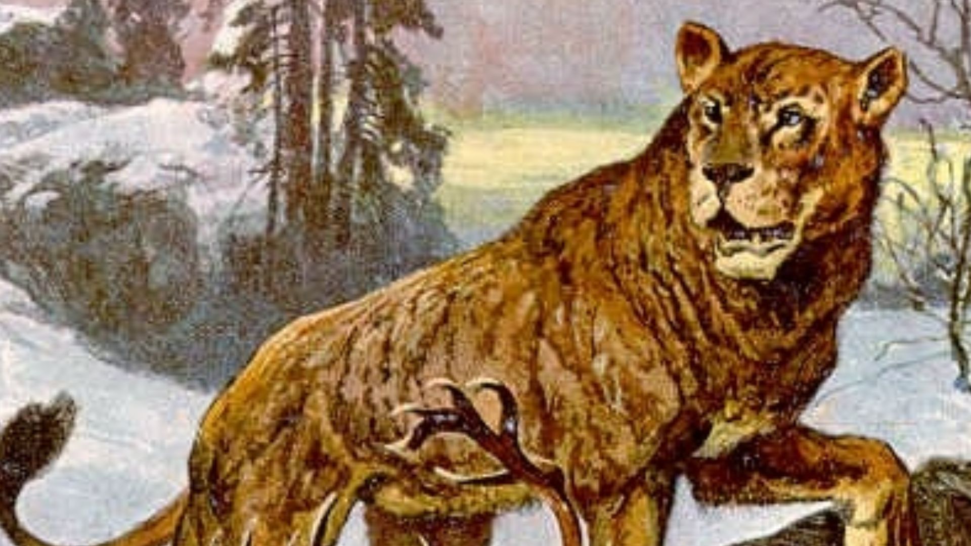This Painting of a Cave Lion (Panthera leo spelaea) was made to illustrate one card of a set of 30 collector cards from
