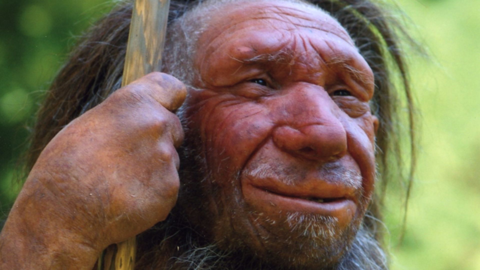 Lebend-Rekonstruktion im Neanderthal-Museum (Erkrath, Mettmann) eines Homo sapiens neanderthalensis „Mr. N“ (Ausschnitt des Originalfotos)