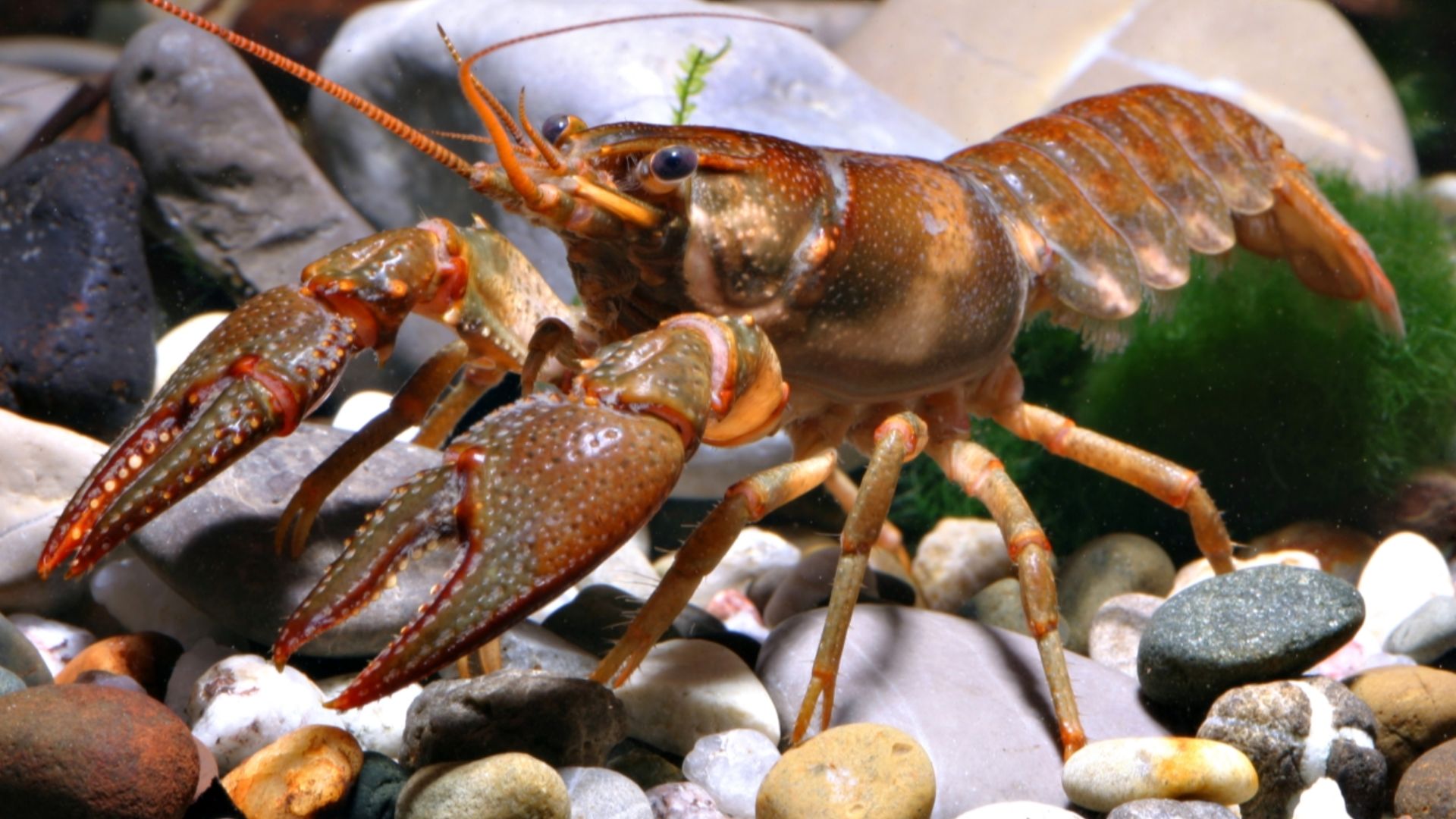 The St. Francis River crayfish (Faxonius quadruncus) is limited to the St. Francis River and its tributaries. (UNDATED)