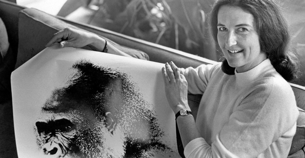 Dian Fossey, visiting in Menlo Park after 22 months studying gorillas