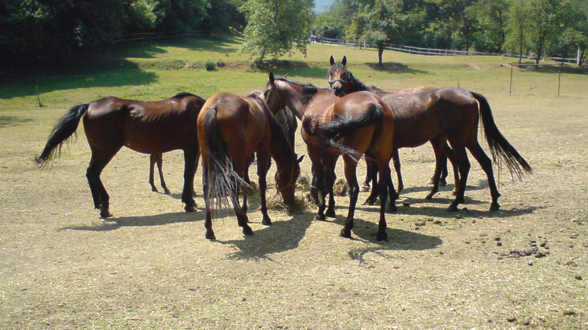 Herd of Horses on pasture