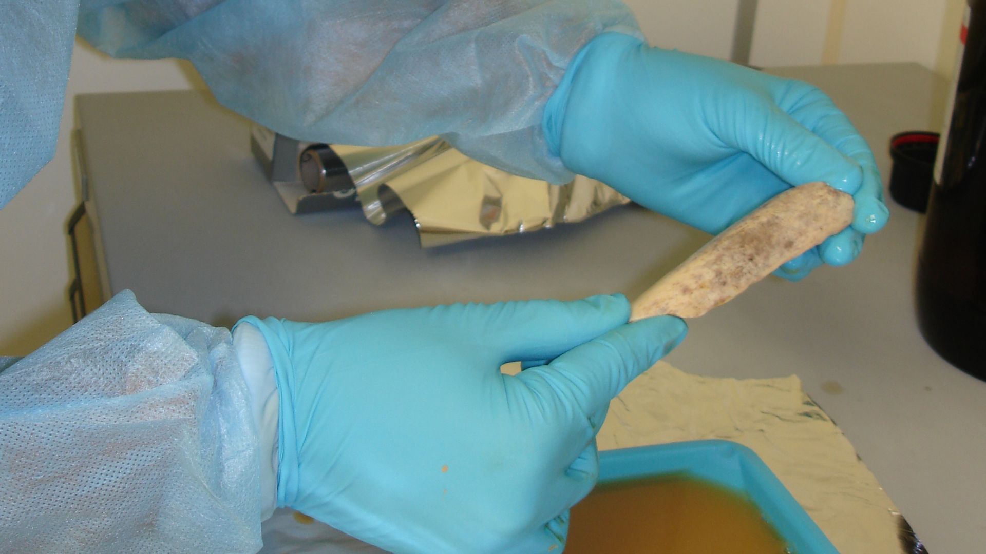 Working in a clean room, researchers at the Max Planck Institute for Evolutionary Anthropology in Leipzig, Germany, took extensive precautions to avoid contaminating Neanderthal DNA samples - extracted from bones like this one - with DNA from any other so