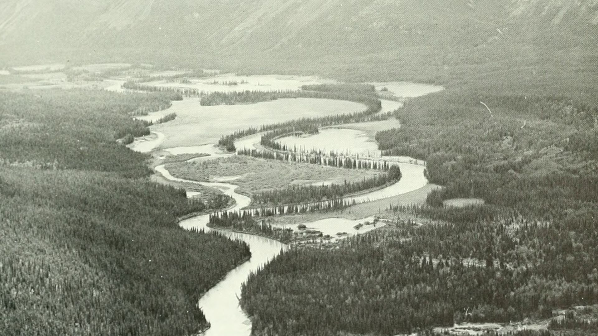 Meadow, shmbland, and Boreal Poorest along Spatsizi Valley, at lat. 57°34' N. long, 128°33' W, elevation 3700