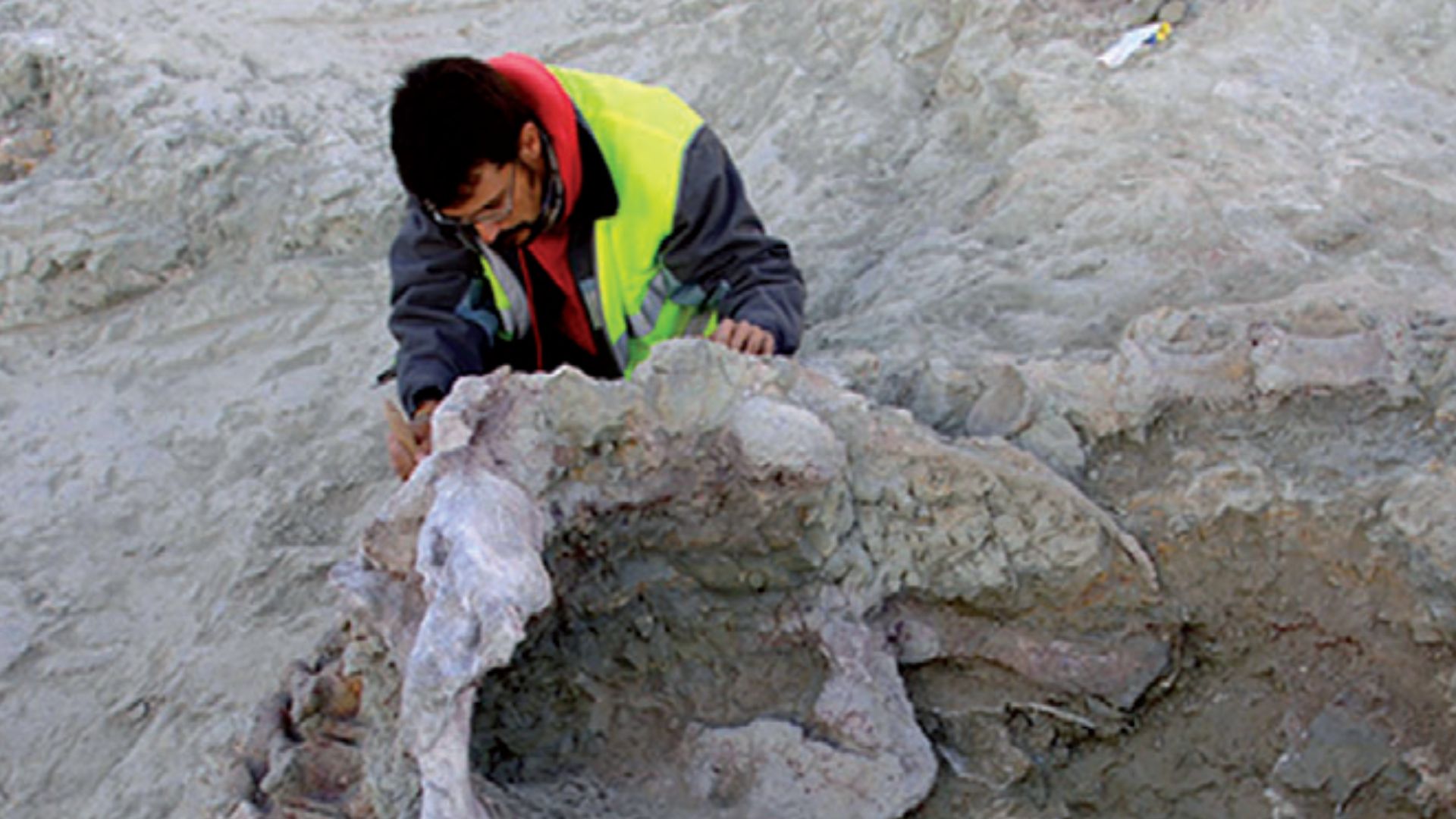 Photographs of the extraction process of HUE-02957, part of the holotype of the titanosaurian Qunkasaura pintiquiniestra, consisting of a series of proximal caudal and posterior dorsal vertebrae and pelvic girdle. Then regarded as