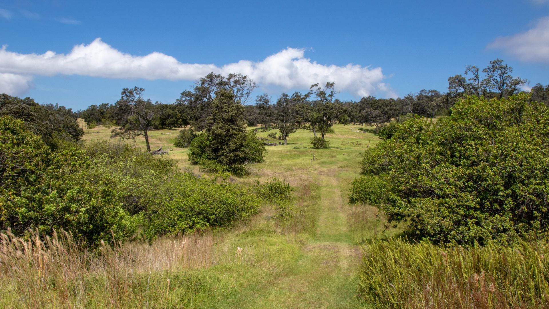 Explore the Kahuku Unit of Hawai‘i Volcanoes National Park and take a scenic hike along the Palm Trail. NPS Photo/Jamie Richards