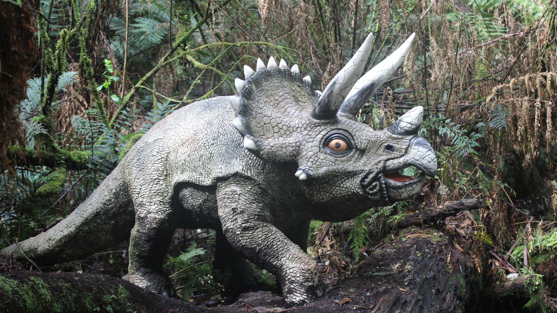 Half-sized model of a triceratops in a fern forest (Great Otway National Park, Australia).