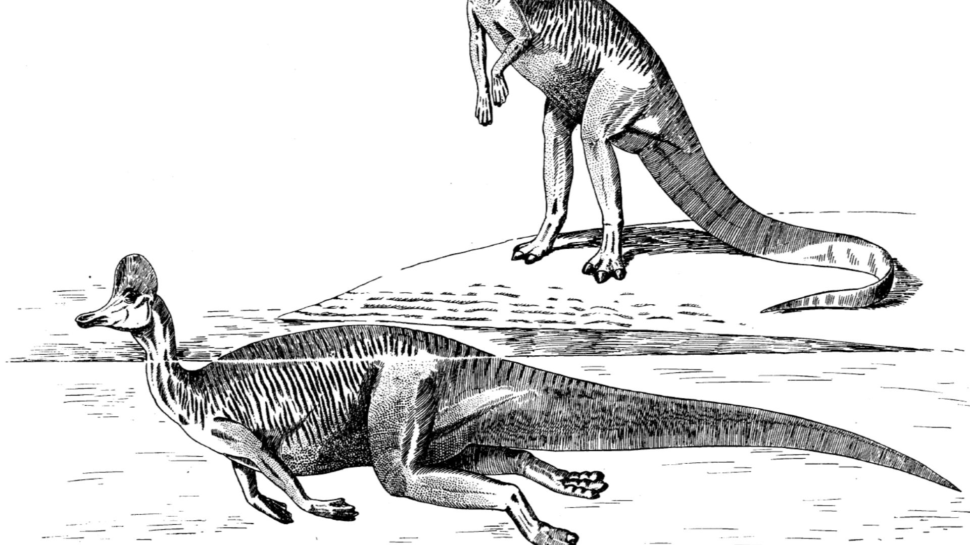 Restoration inaccurately depicting Corythosaurus casuarius as aquatic.