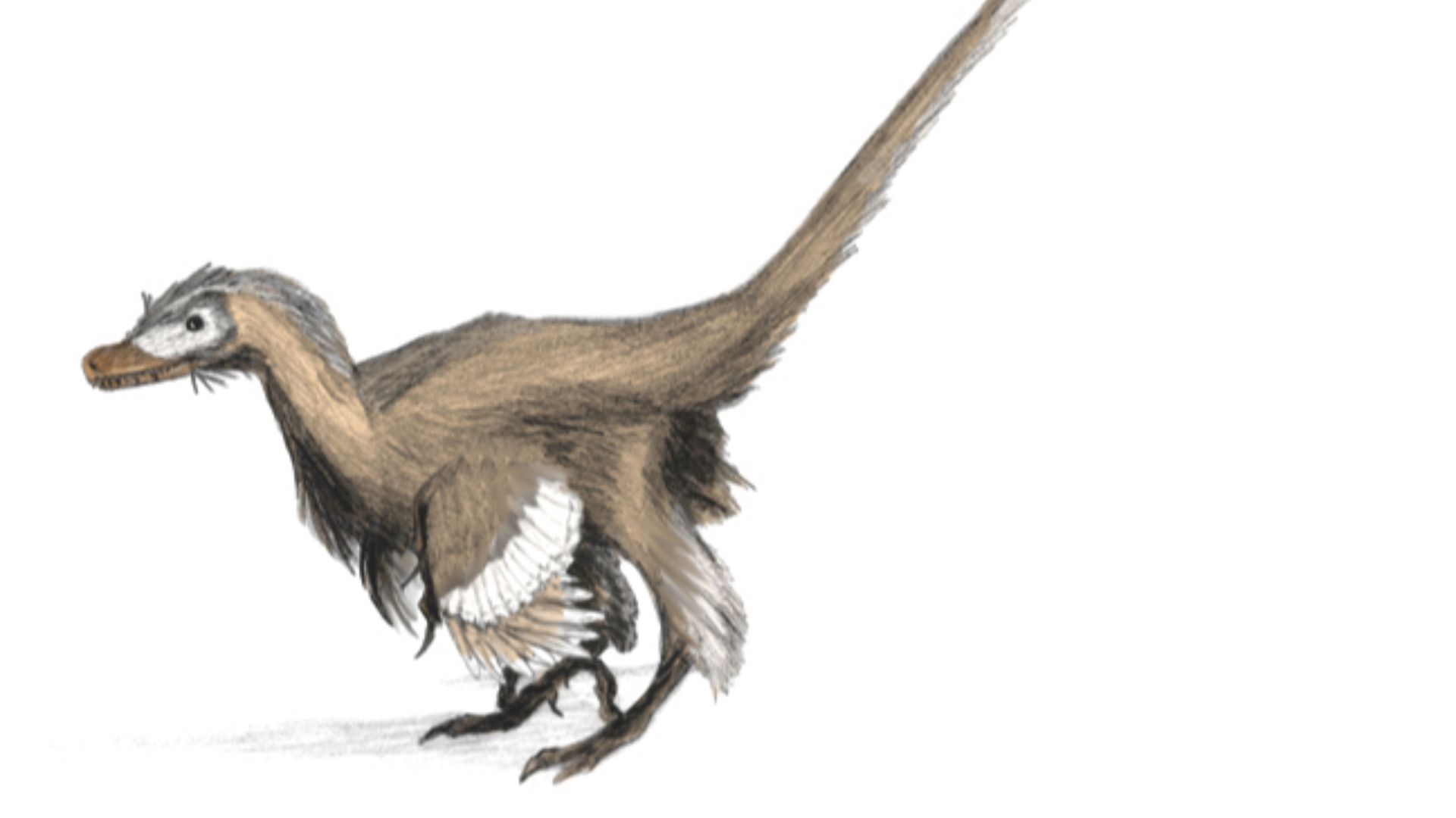 Digital + graphite drawing of Velociraptor mongoliensis