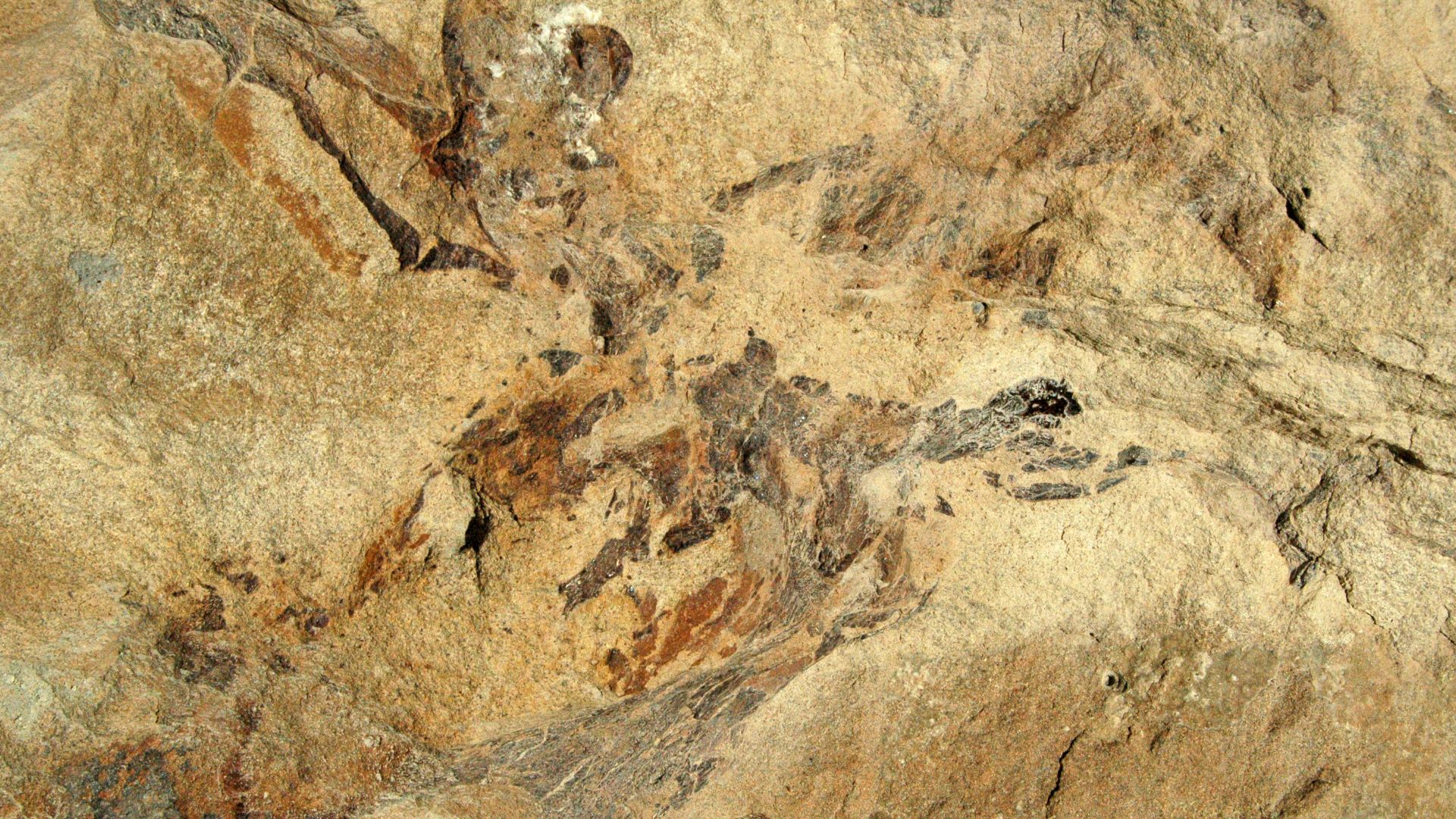 Dinosaur bones in sandstone in the Jurassic of Colorado, USA.
Dinosaur Ridge is a fossil-rich section of the Dakota Hogback in north-central Colorado.  It is a north-south trending ridge of eastward-dipping Mesozoic sedimentary rocks.  The western side of