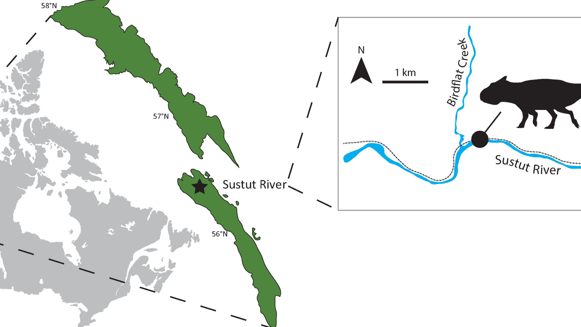 RBCM P900, the holotype of Ferrisaurus sustutensis, was collected along the BC Rail line near the intersection of Birdflat Creek and the Sustut River in 1971, in the Sustut Basin of northern British Columbia, Canada. Map modified from Evenchick et al. (20
