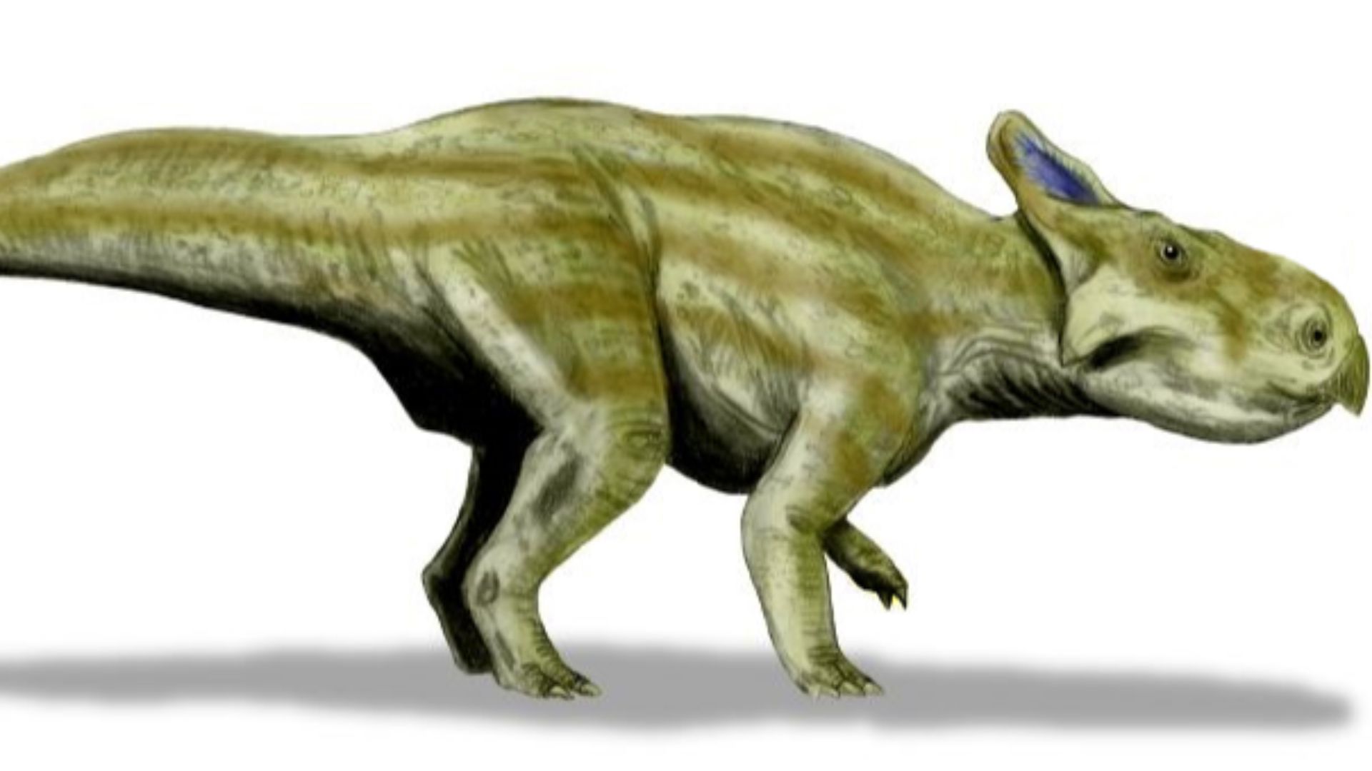 Montanoceratops cerorhynchus, a ceratopsian from the Late Cretaceous of North America, pencil drawing, digital coloring