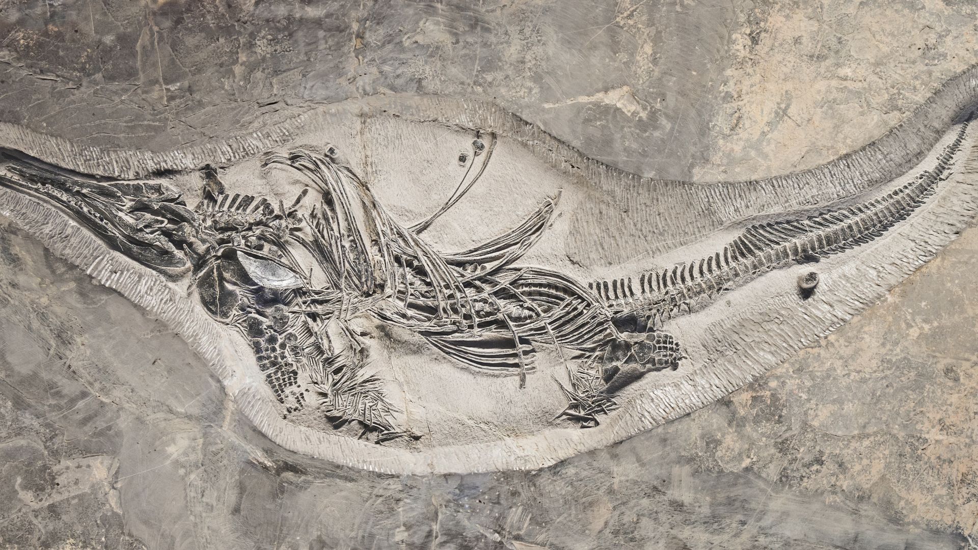 Barracudasauroides panxianensis
Stage :  Anisian from 247.2 million years ago until ~242 million years ago
Size and weight : 118x62x545 cm – 79.4 Kg
