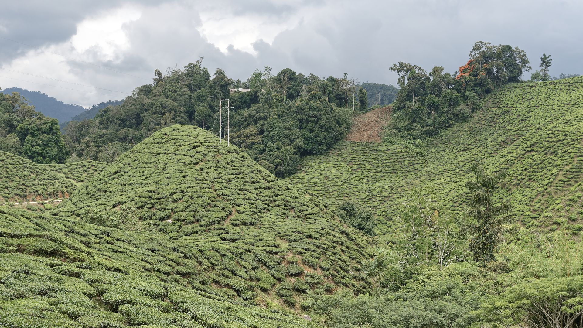 Cameron Bharat Tea Plantation, Cameron Highlands, Malaysia