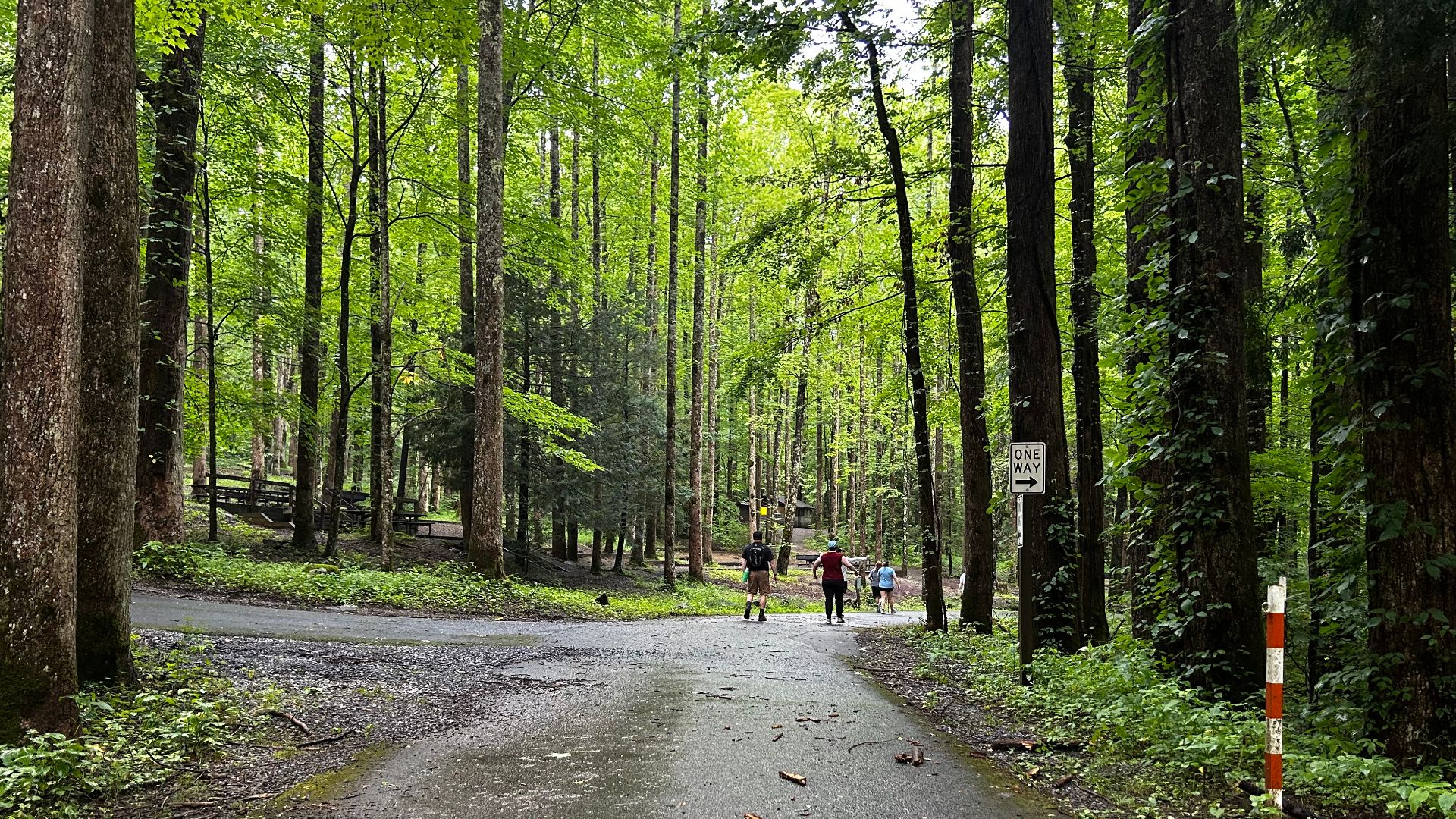 A road in the Great Smoky Mountains National Park, in Tennessee.
