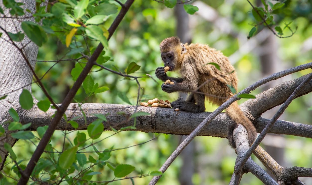 capuchin monkey 