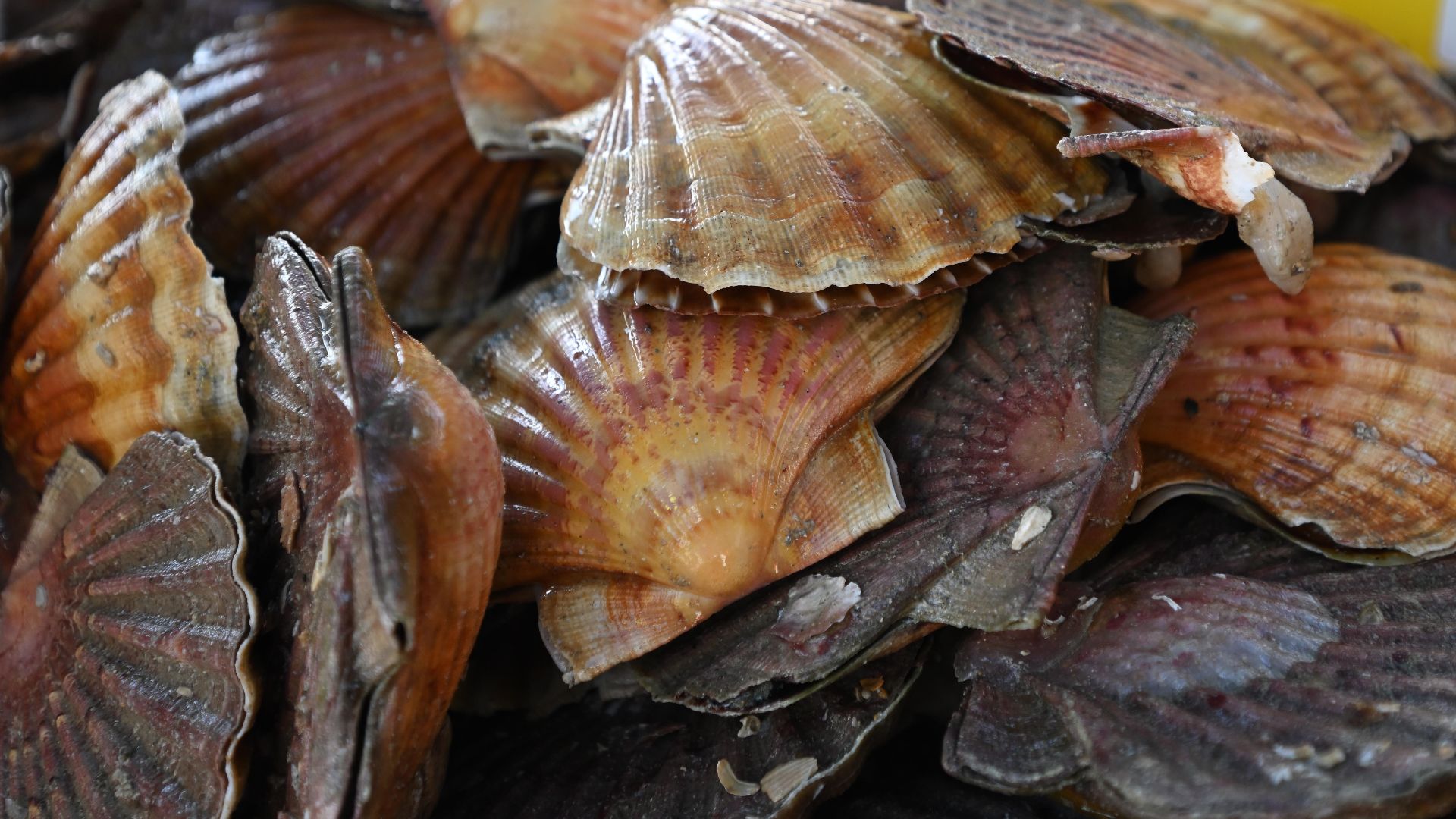 Scallop shells