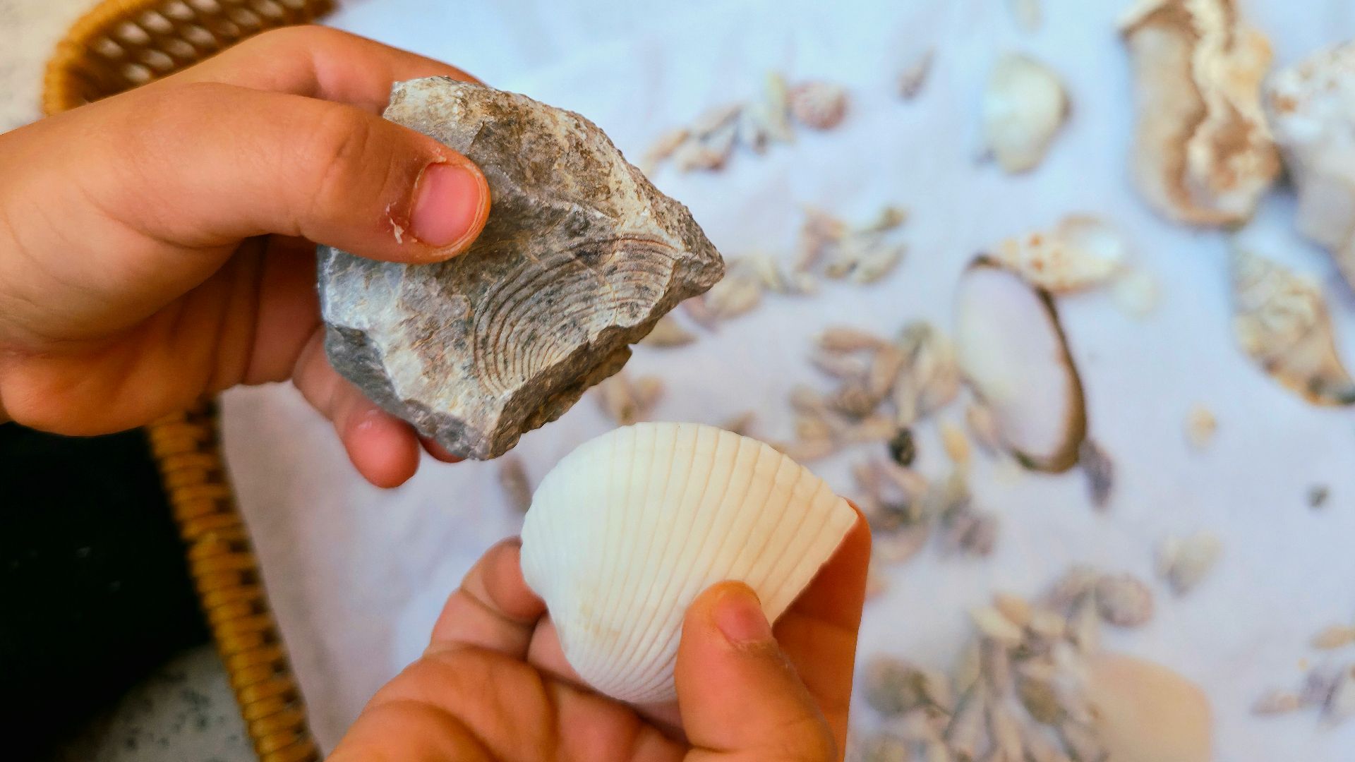 Hands holding a rock and a white seashell