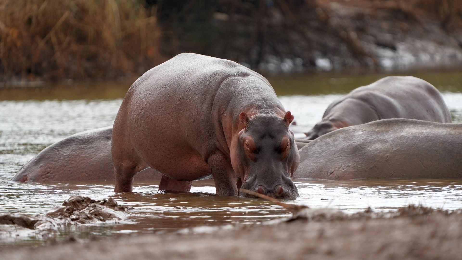 A group of hippos relaxing in a river, showcasing African wildlife and natural habitat in Kenya.