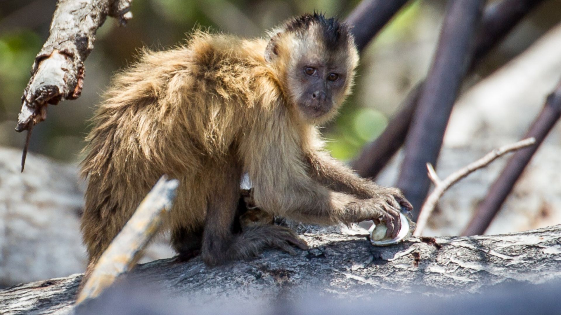 Bearded capuchin monkey (Cebus libidinosus) in Parnaíba river delta. Juvenile.