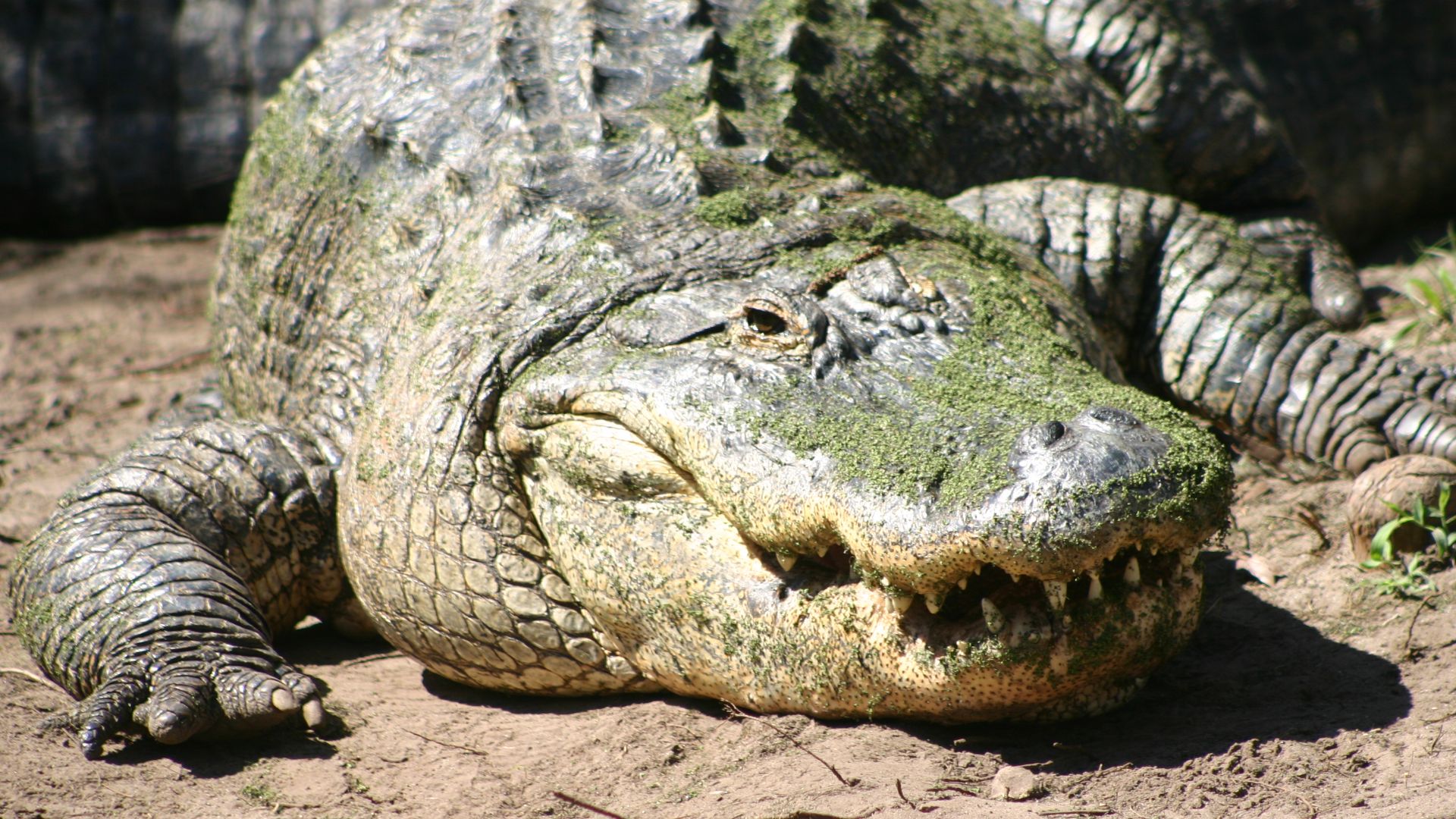 American Alligator, Photographer Donald W DeLoach Jr