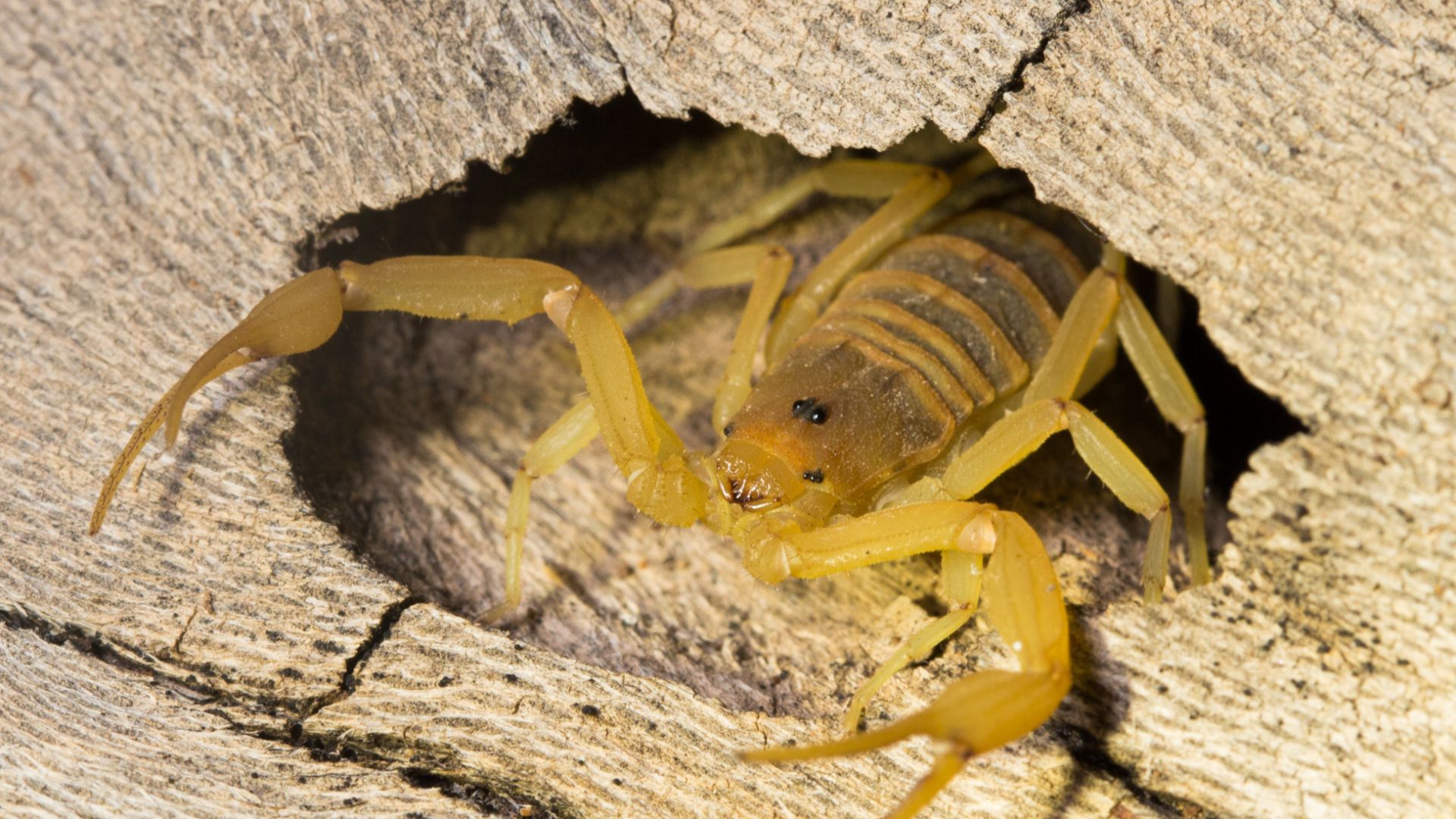 Arizona Bark Scorpion (Centruroides sculpturatus)