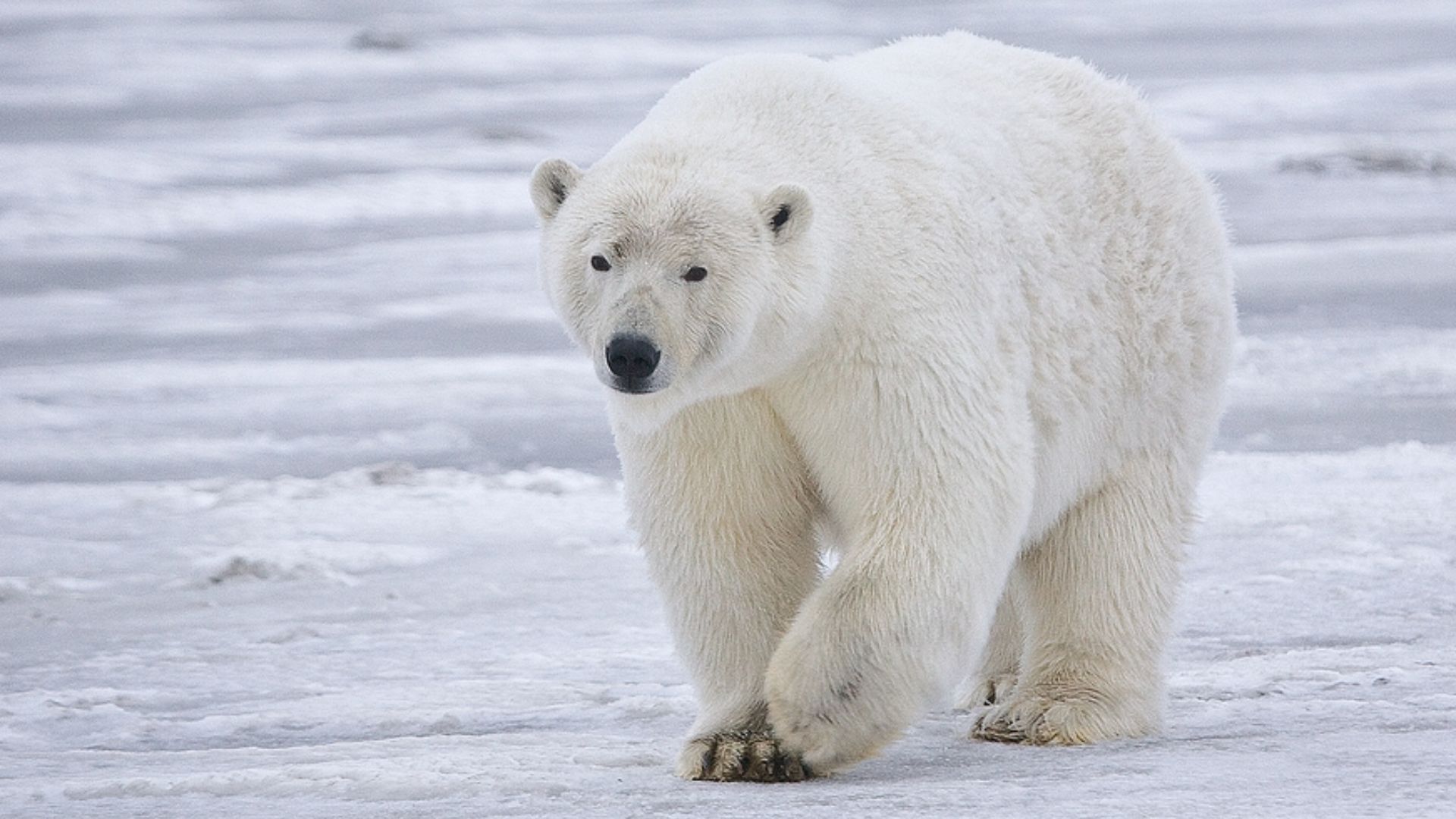 Female polar bear (Ursus maritimus) near Kaktovik, Barter Island, Alaska.