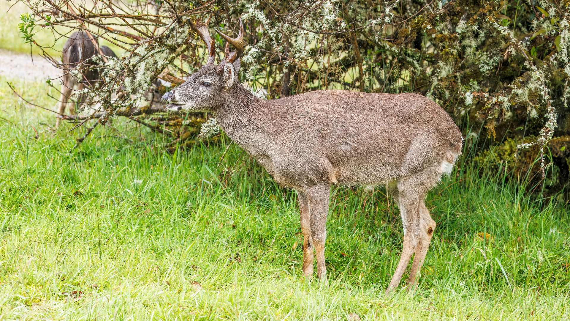 White-tailed deer (Odocoileus virginianus goudotii) male, Chingaza National Park, Cundinamarca, Colombia
